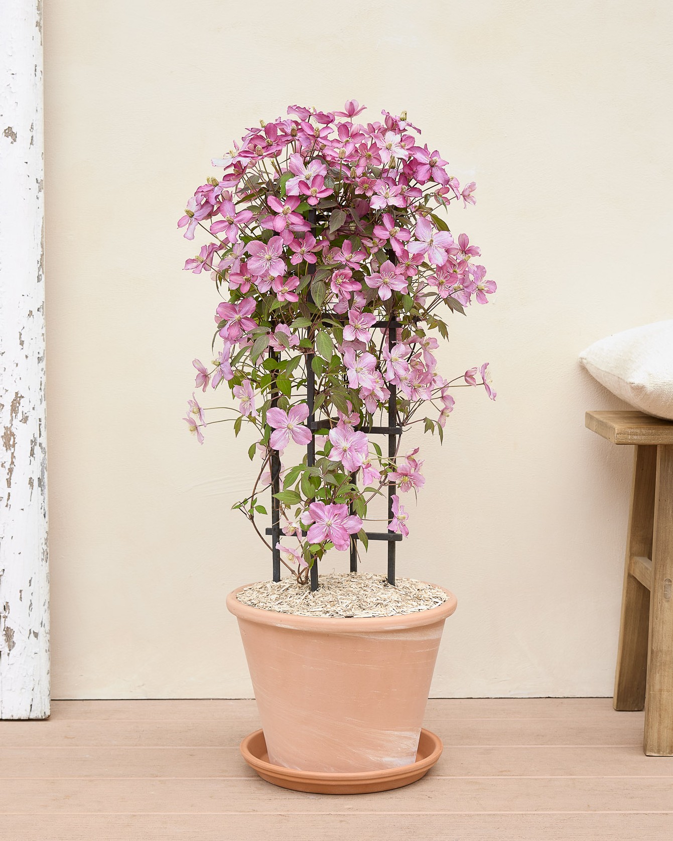 Clématite Clémence