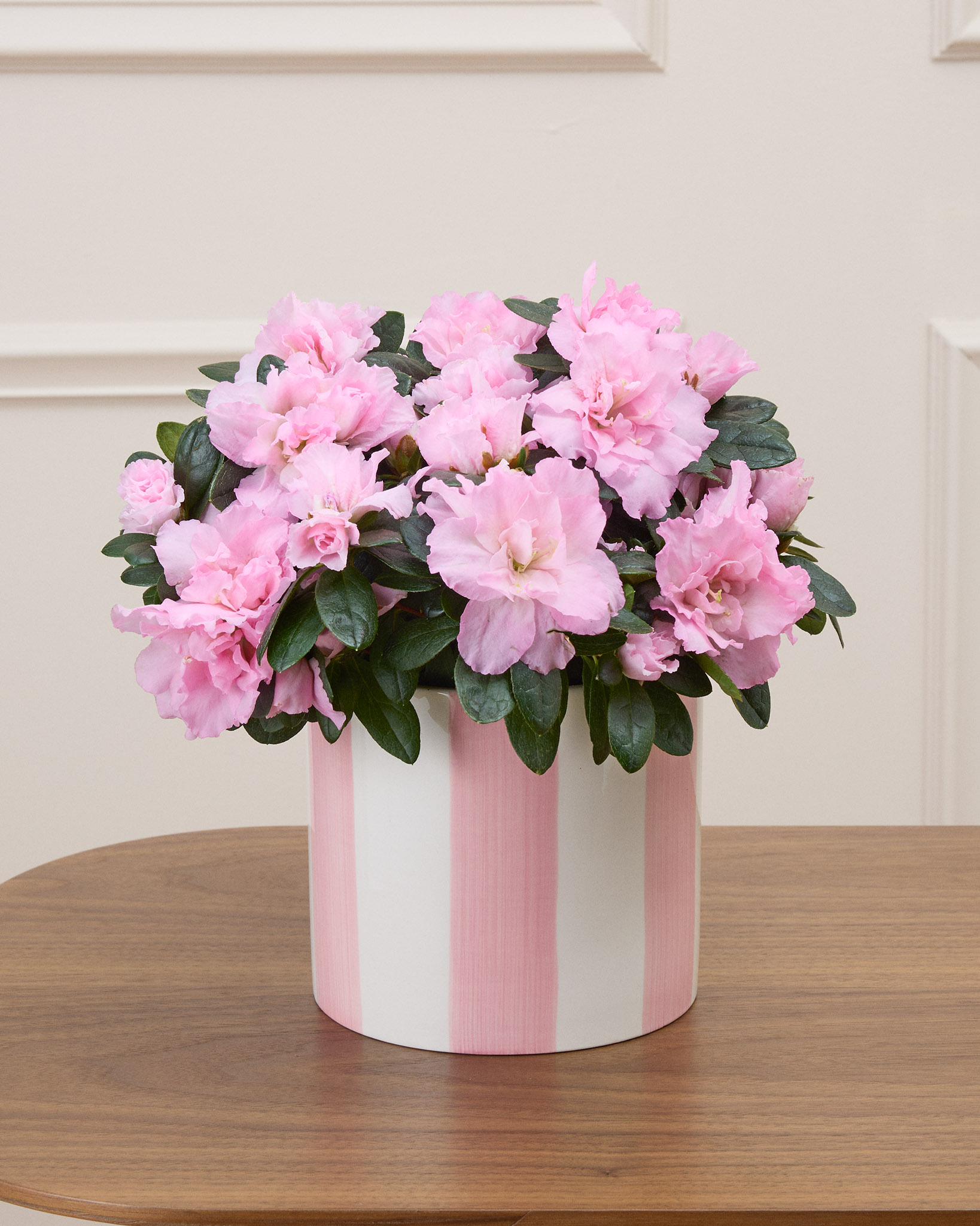 Alizée et son cache-pot rayé rose - Azalée