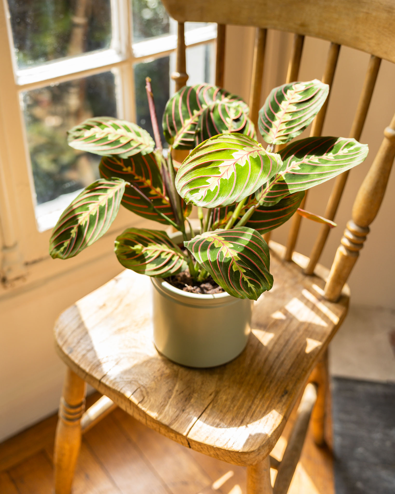 Maranta Fascinator