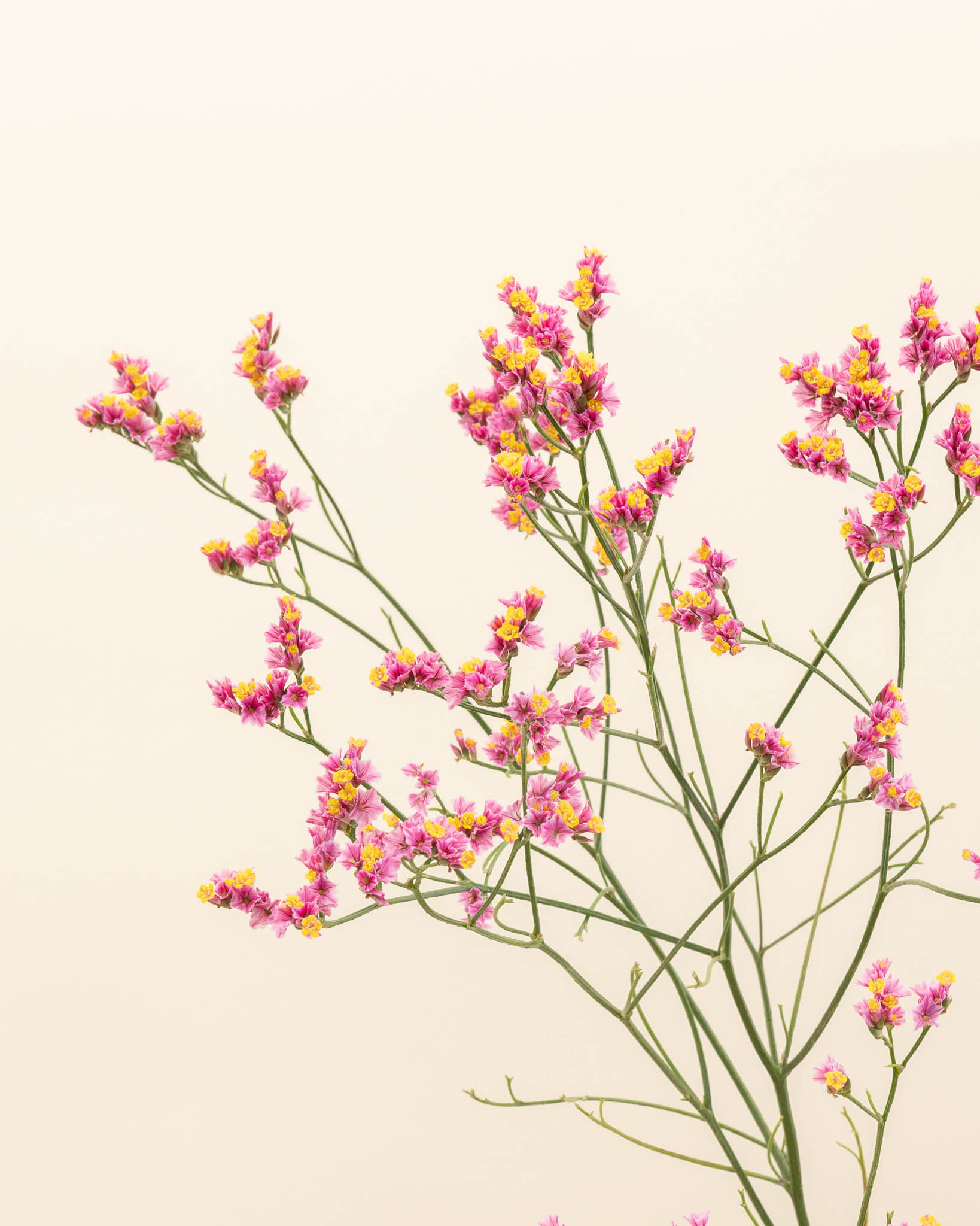 Limonium