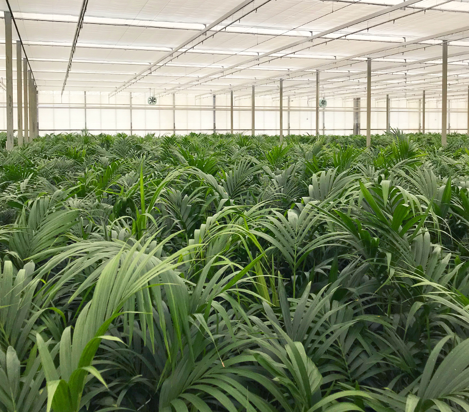 La pépinière de Paul et Christian