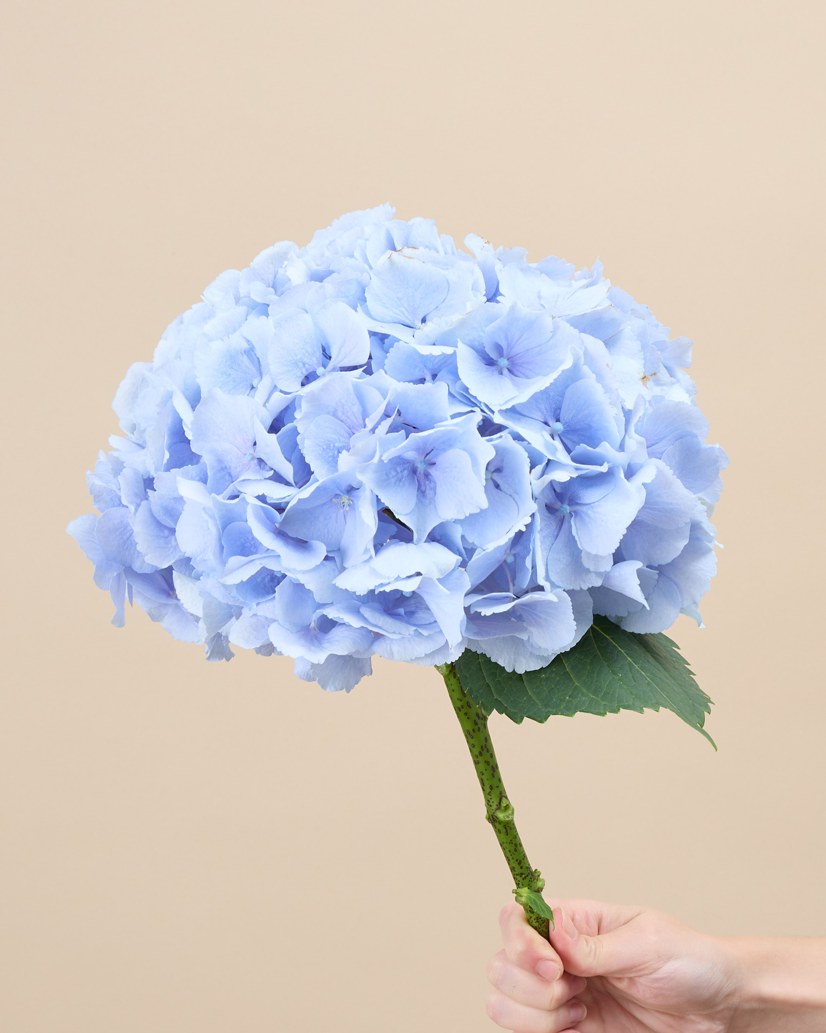 La couleur de l