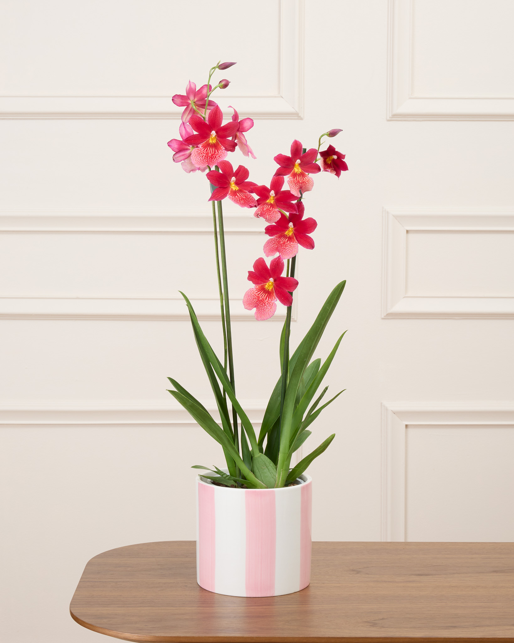 Orchidée Aude