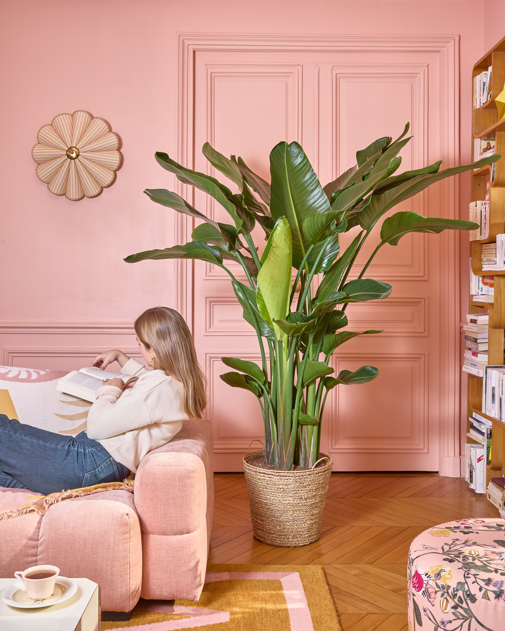 Strelitzia Rosalie (cache-pot non vendu)