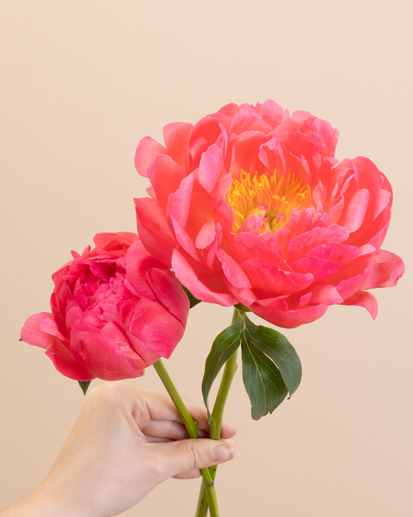 Pivoine