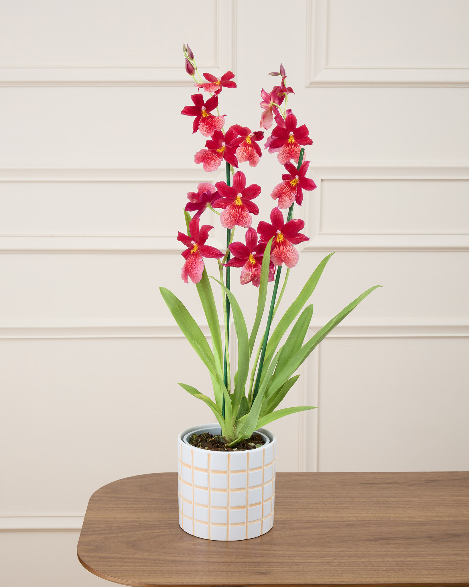 Aude et son cache-pot quadrillé - Orchidée