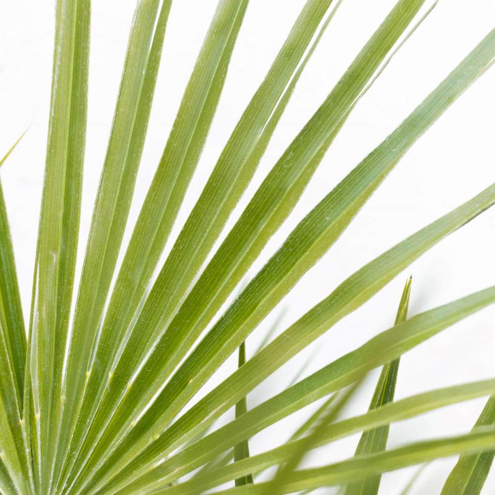 plante-exterieur-resistante-gel