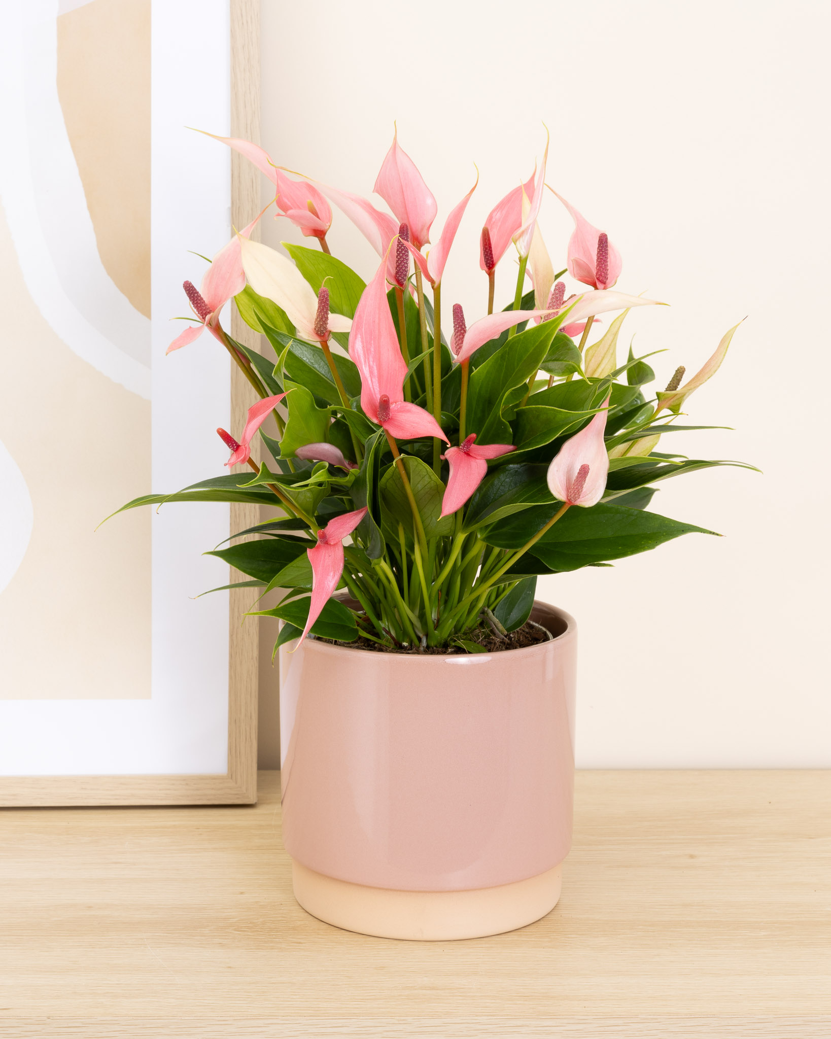 Alicia et son cache-pot rose - Anthurium 