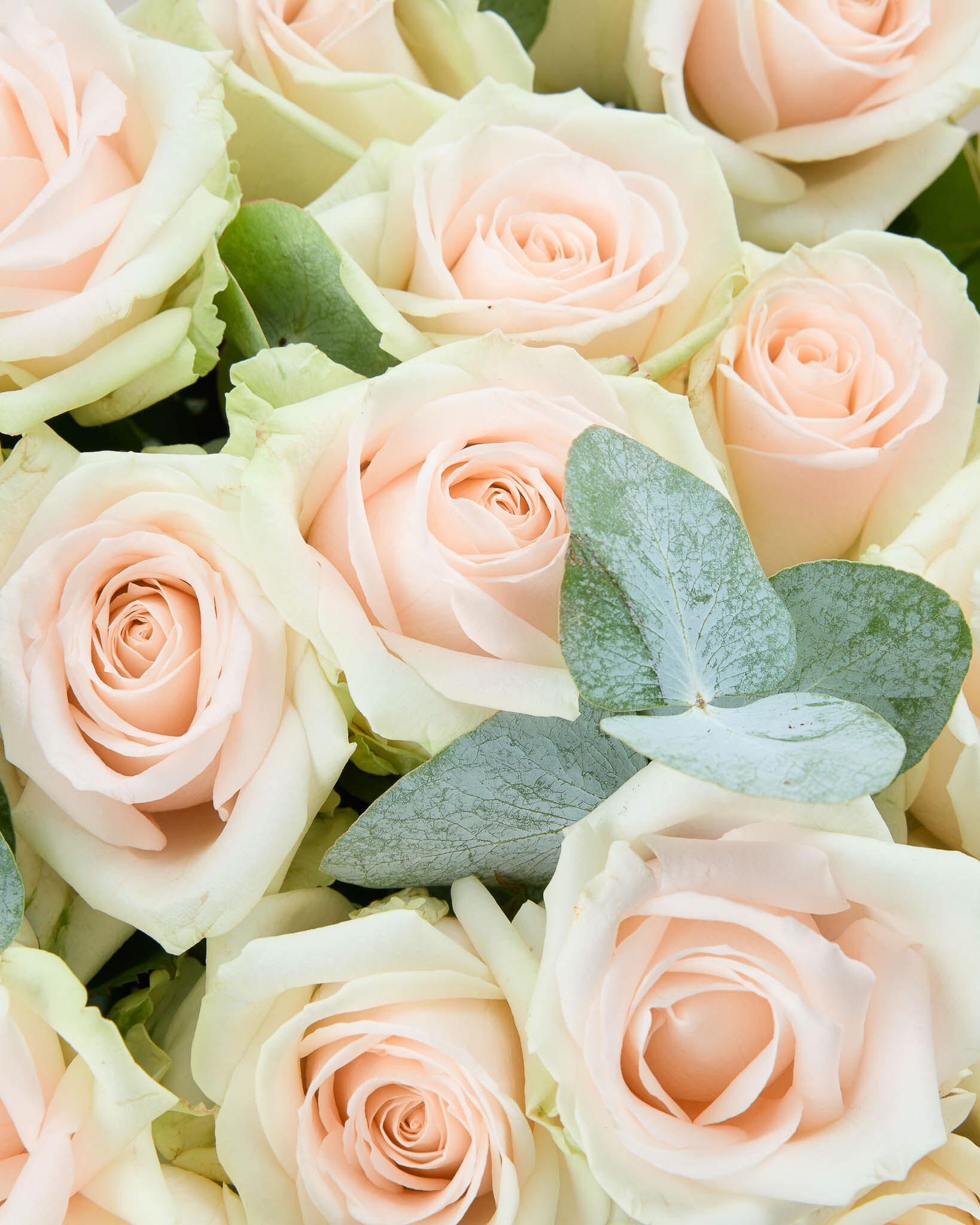 Bouquet de roses Coloma