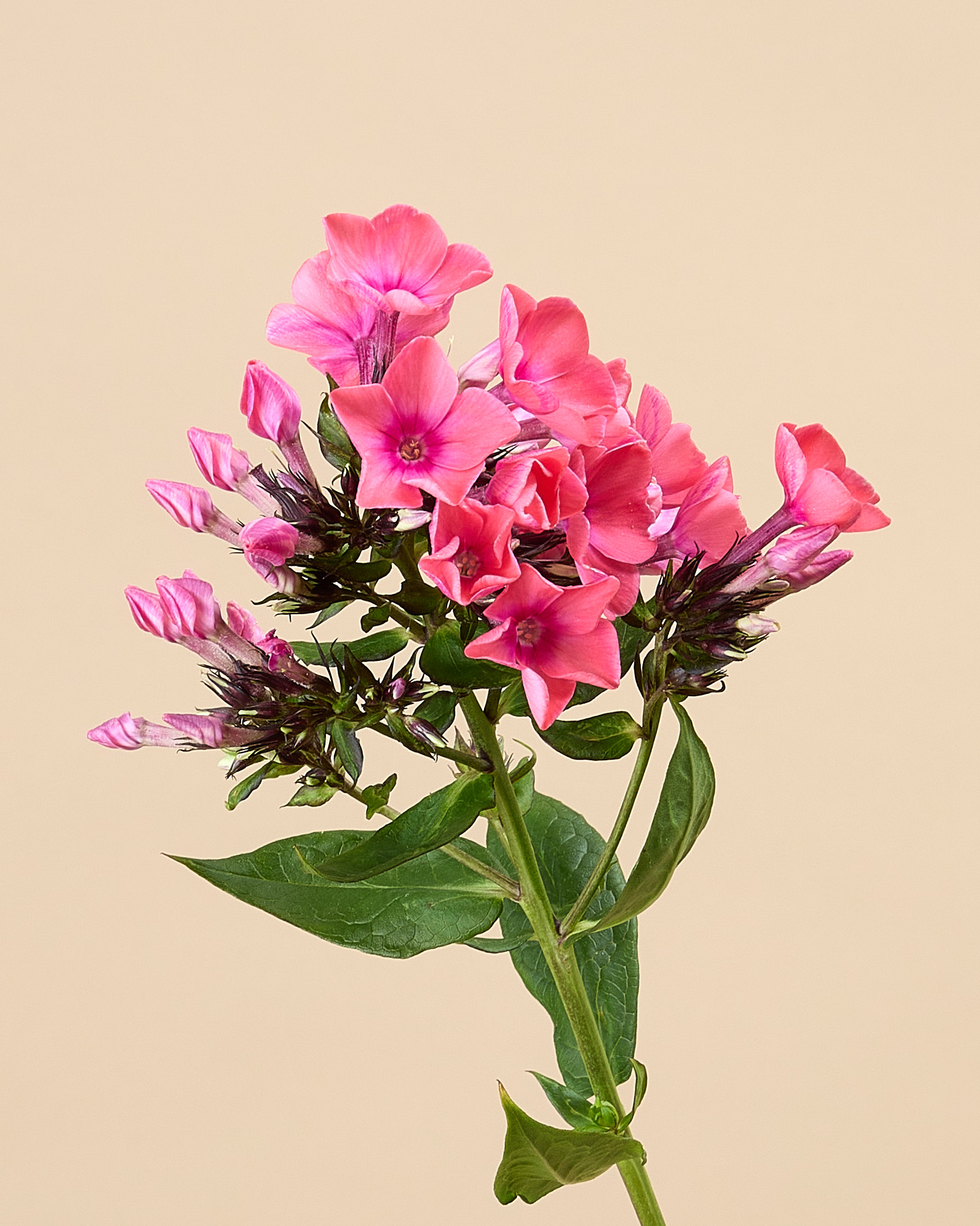 Phlox