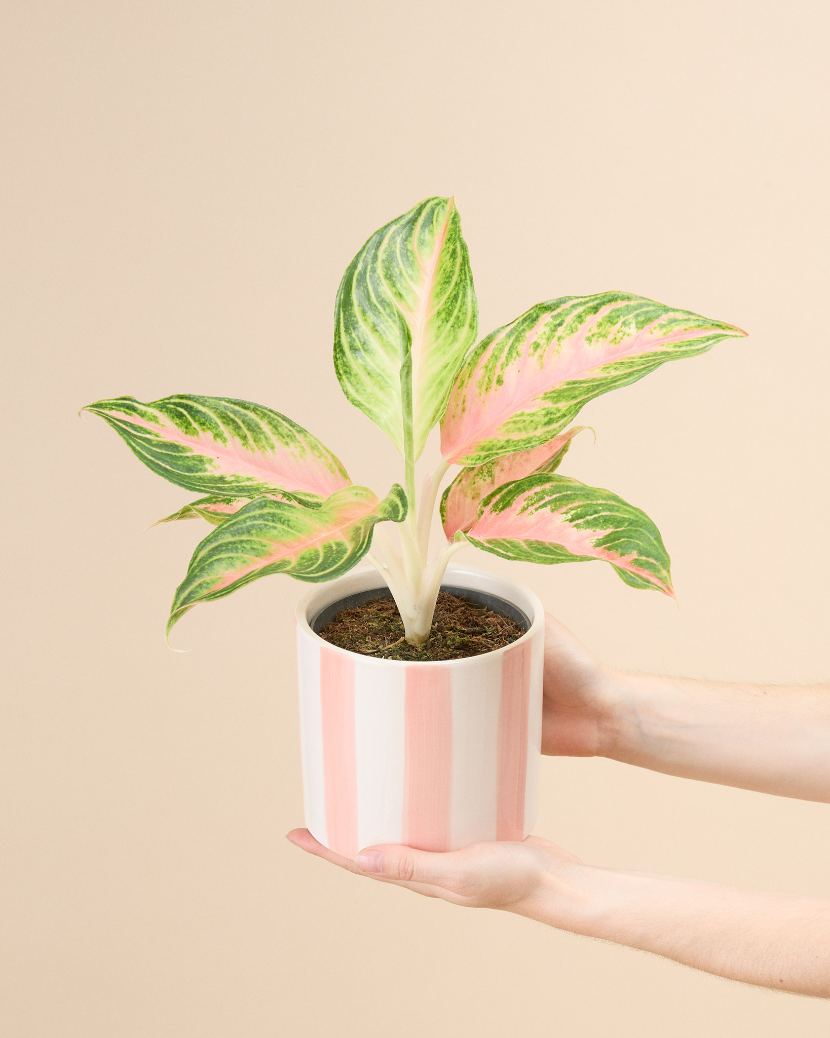 Aglaonema Aglaé 
