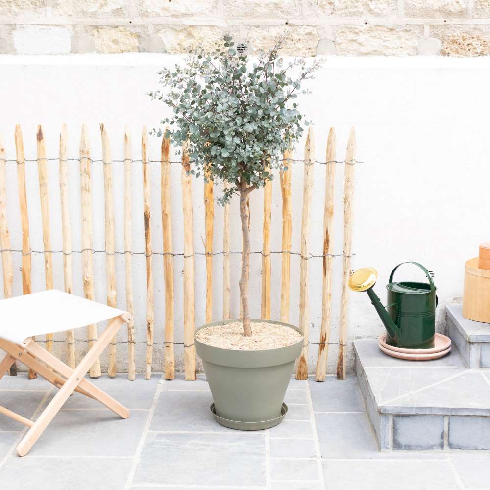 Eucalyptus : nos conseils d’entretien