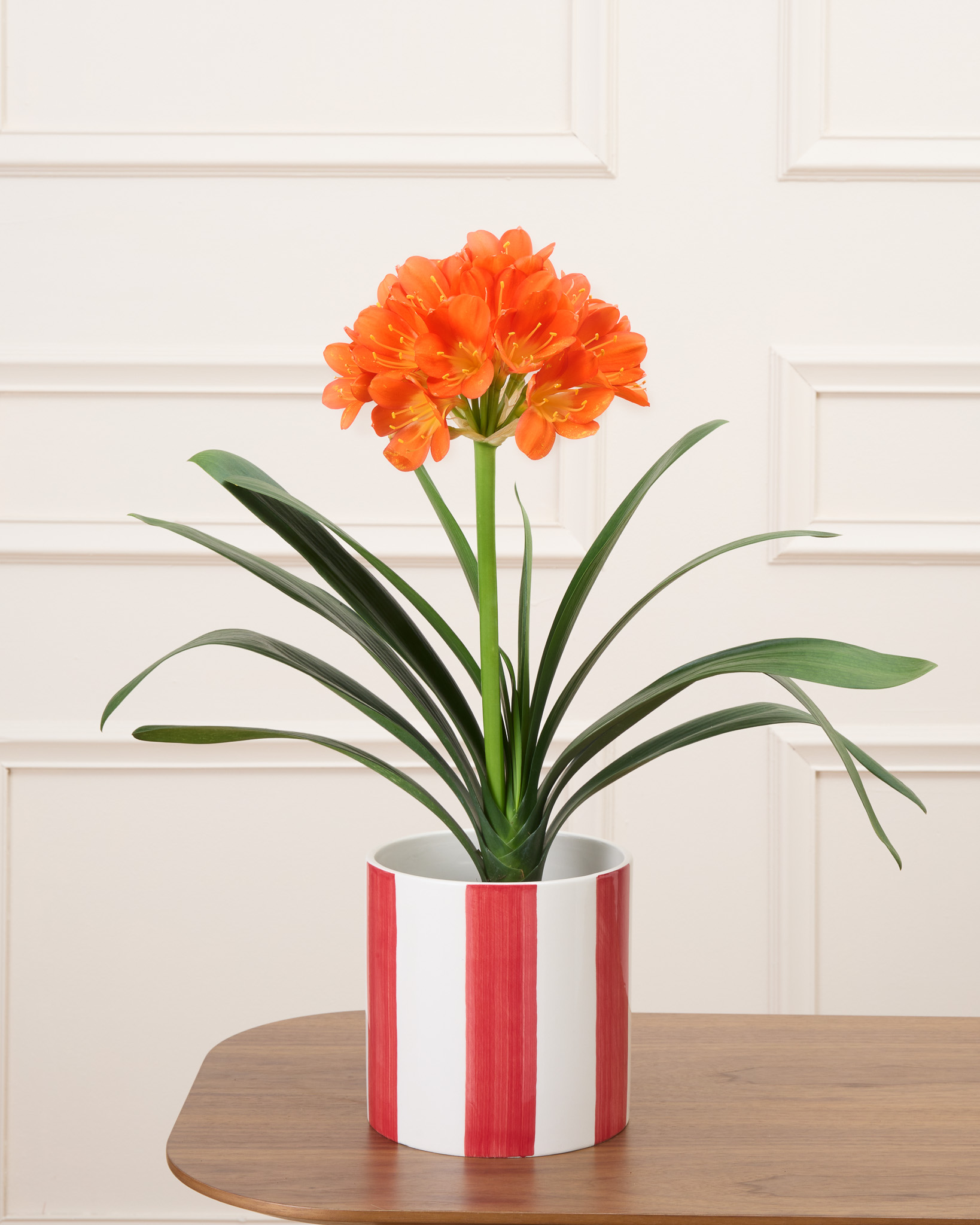 Chloé et son cache-pot rayé rouge - Clivia