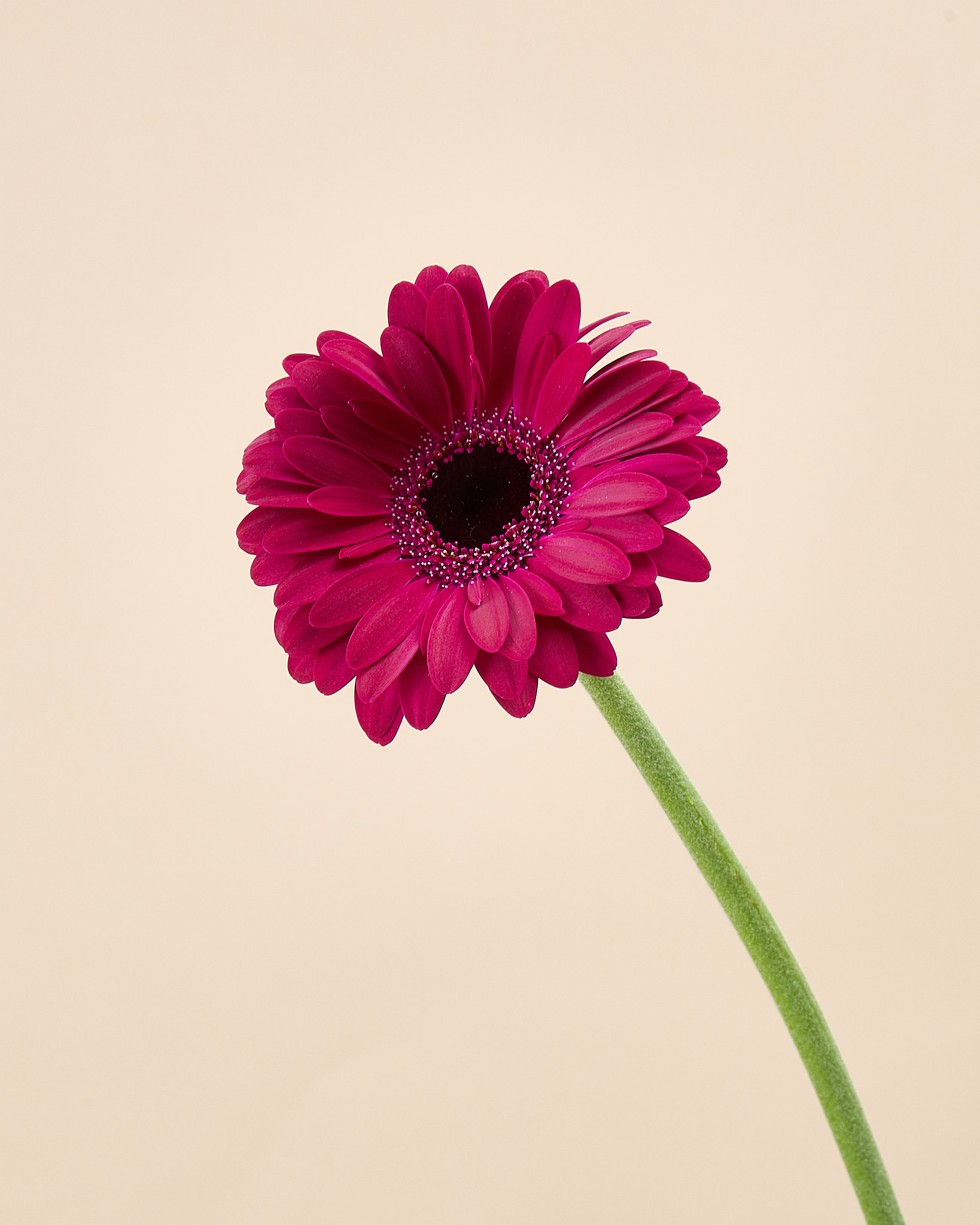 Gerbera fuchsia