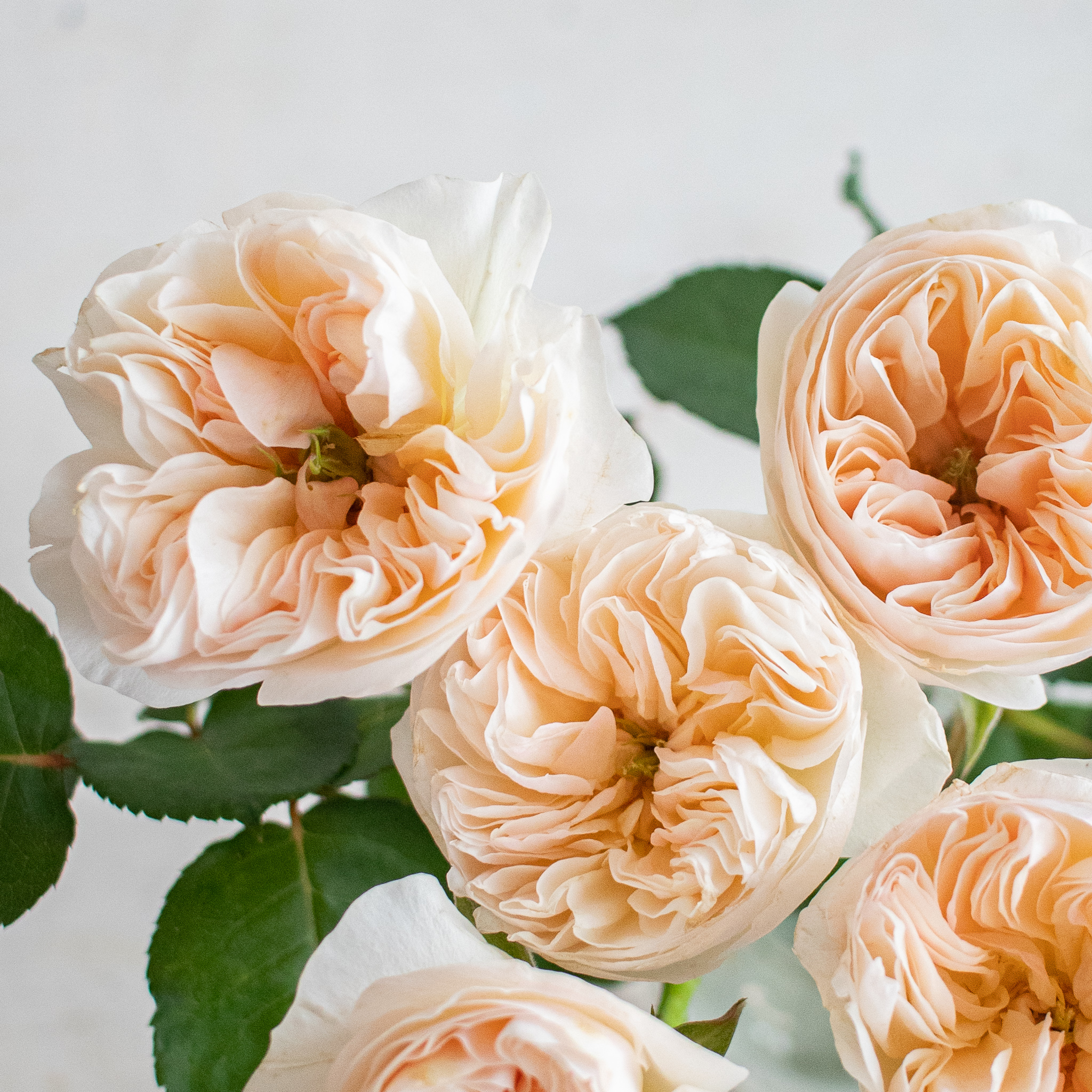 signification-fleurs-couleurs