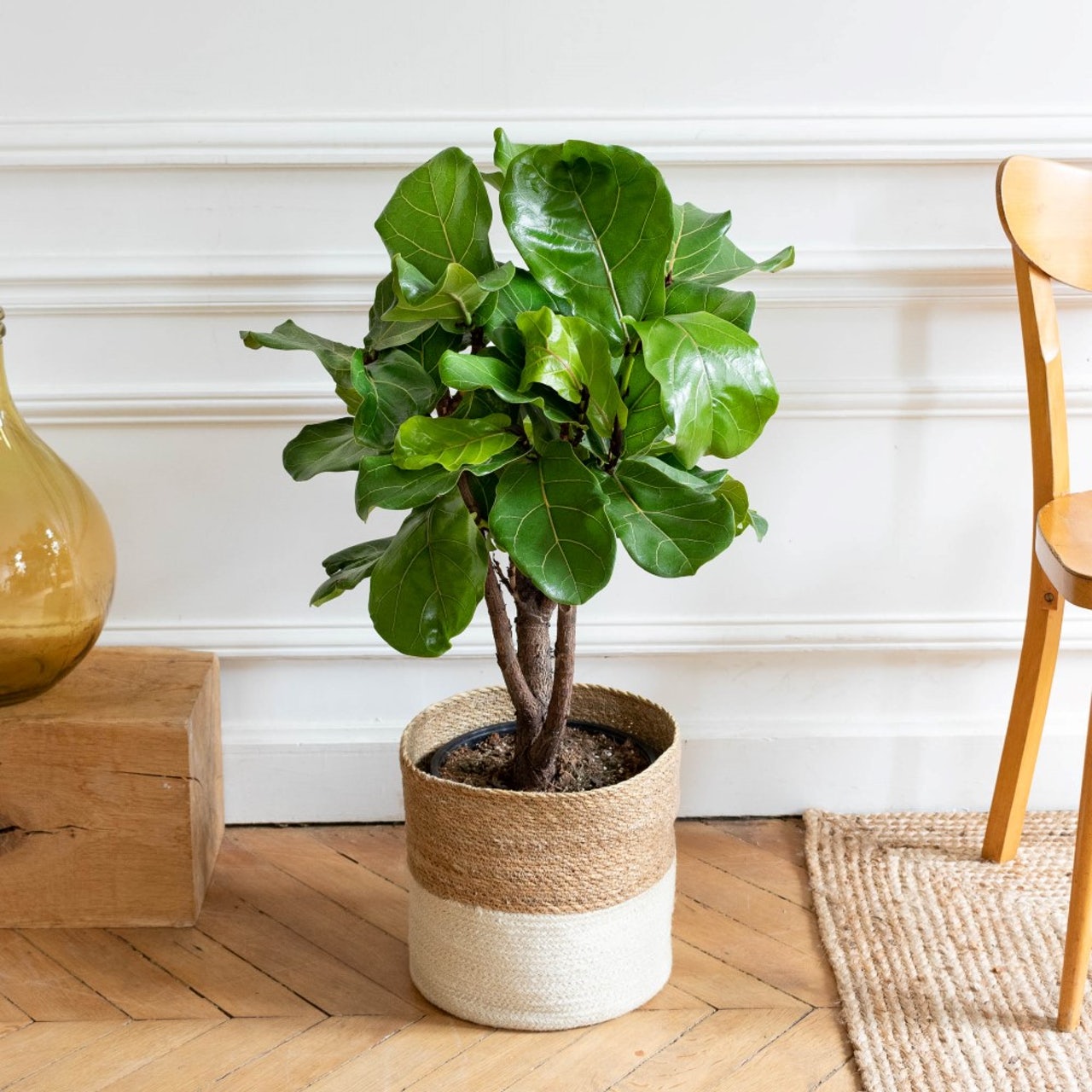 ficus-lyrata-petit