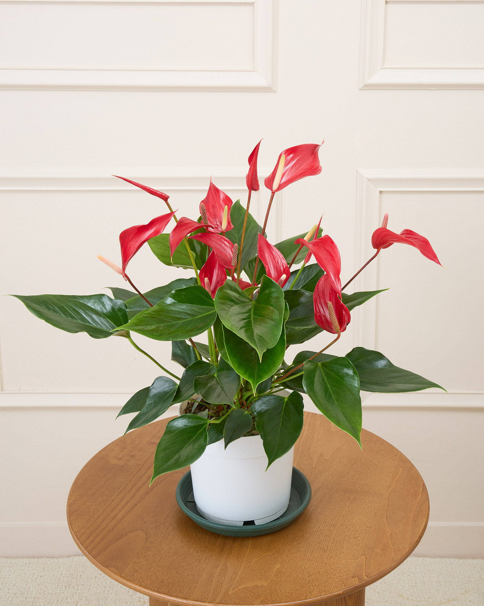 Garance et sa soucoupe - Anthurium