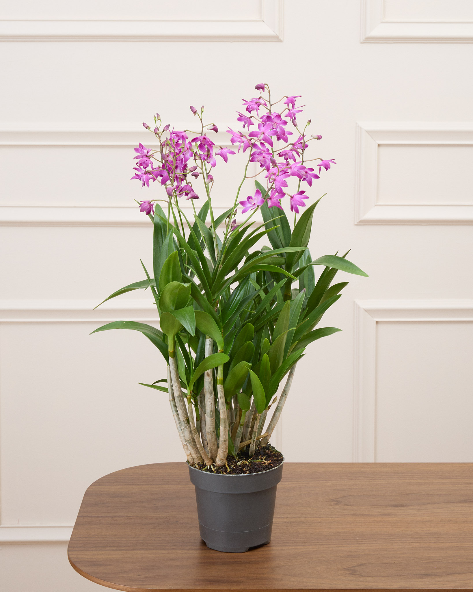 Orphée sans cache-pot - Orchidée