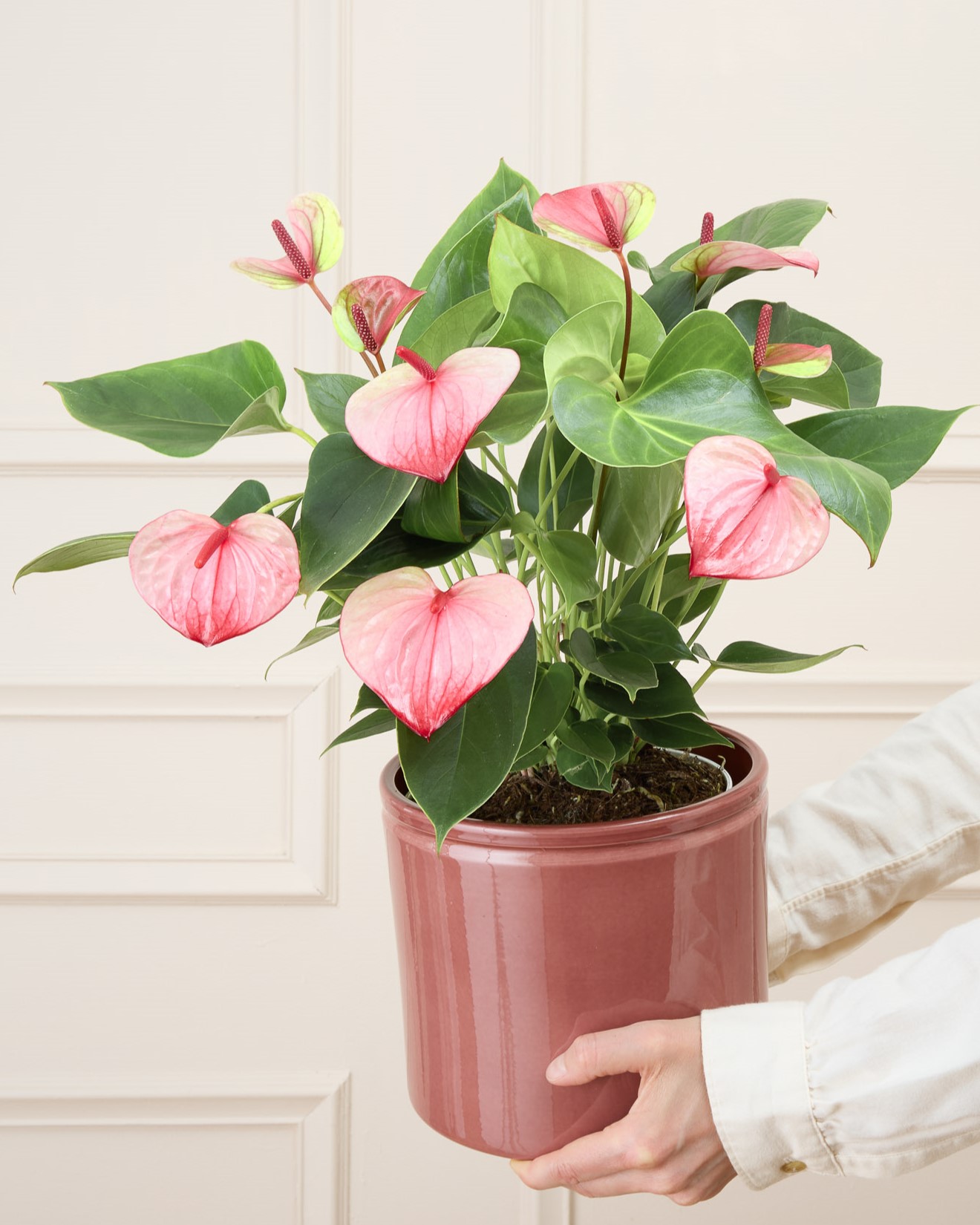 Anthurium Nathanaël