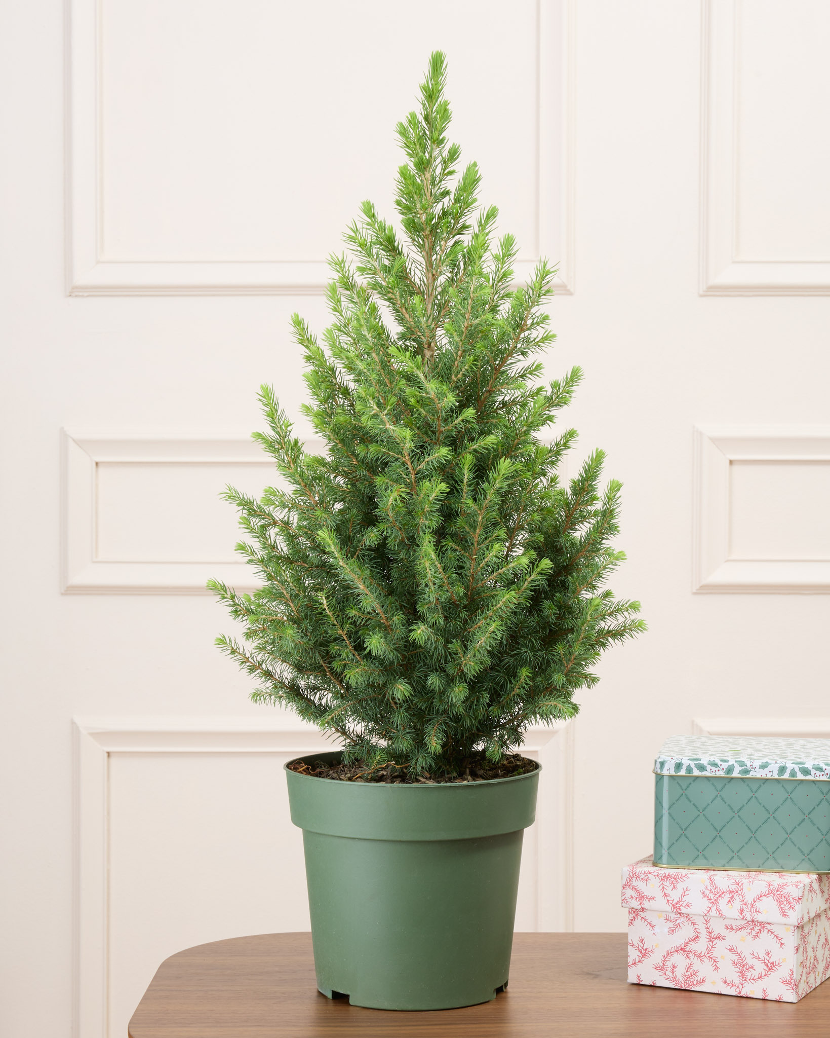 Melchior seul - Sapin de Noël en pot