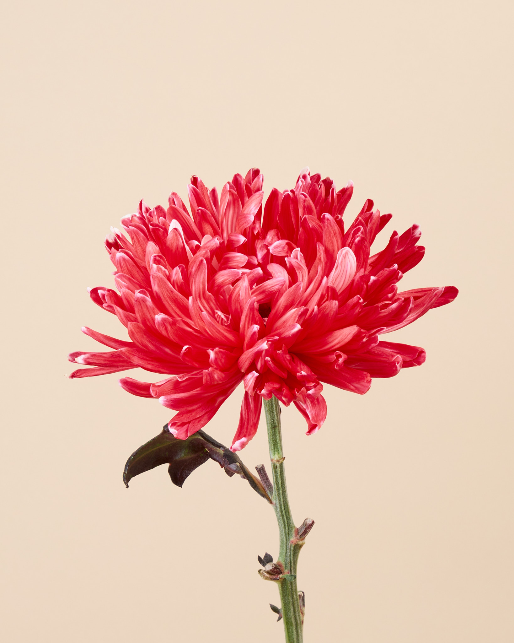 Chrysanthème