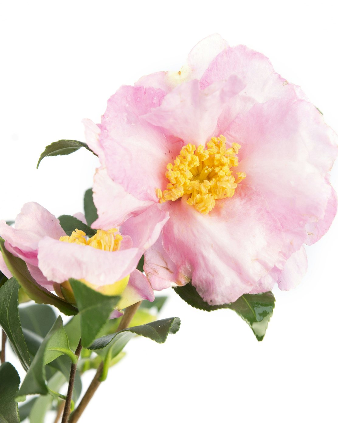 Zoom sur la Floraison d'Amélie - Camélia sasanqua 'Pink' (la plante peut être livrée à différents stades de floraison)