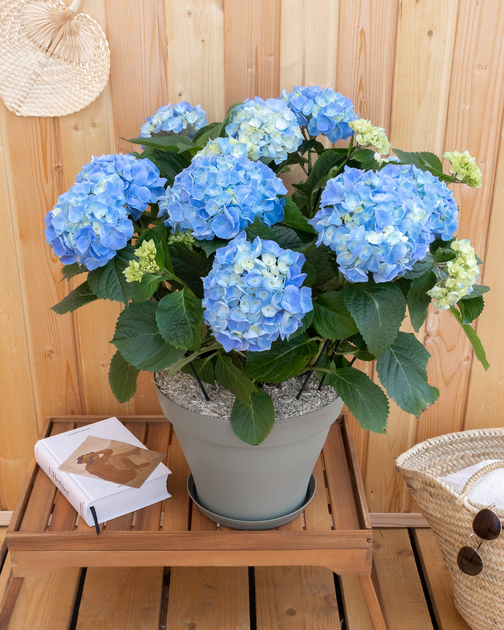 Hortensia