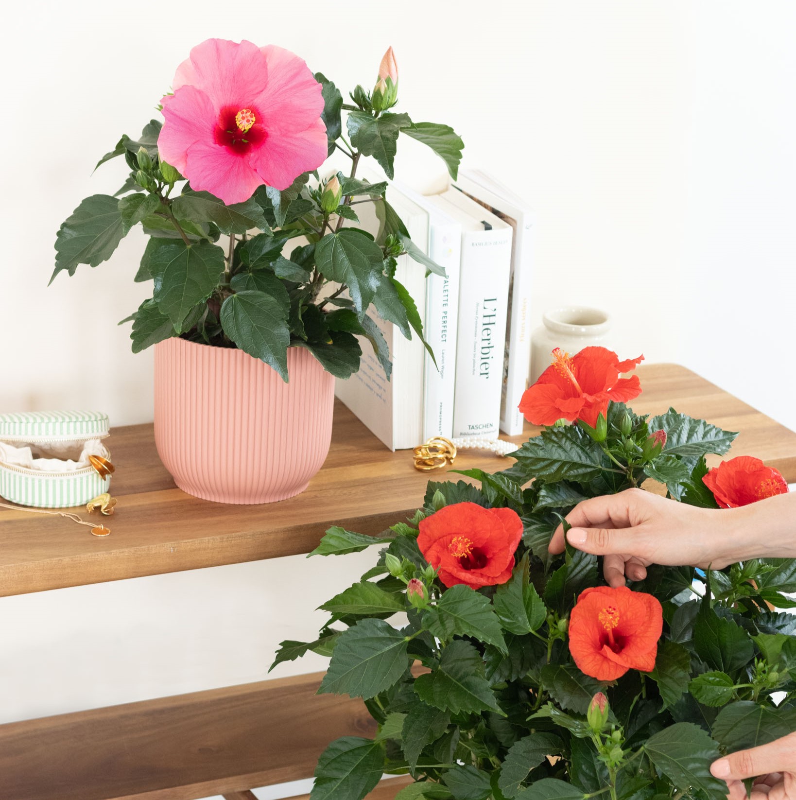 hibiscus-rosa-sinensis