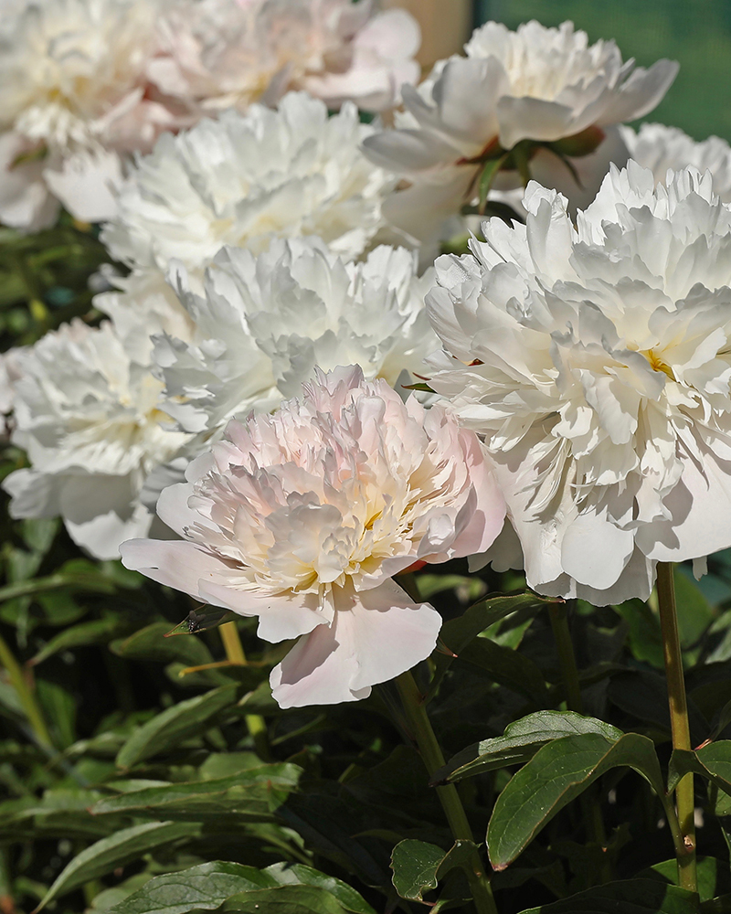 zoom fleurs pivoine