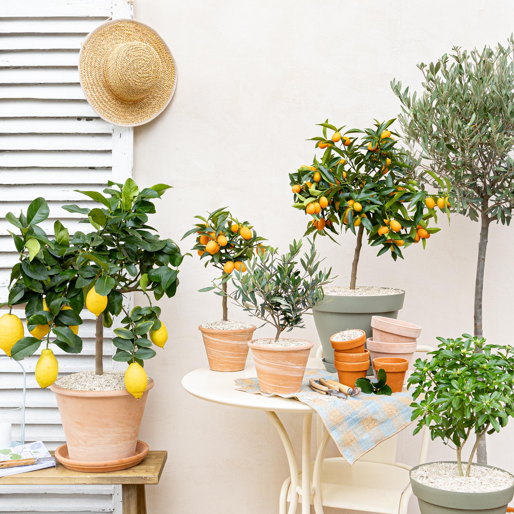 plantes mediterrannéennes
