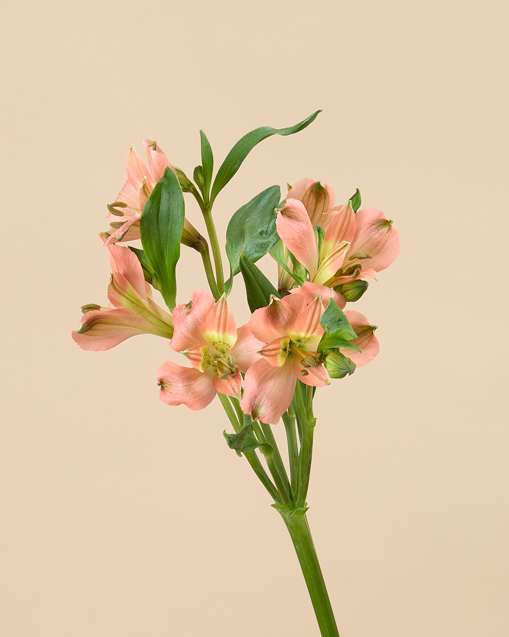 Alstroemeria