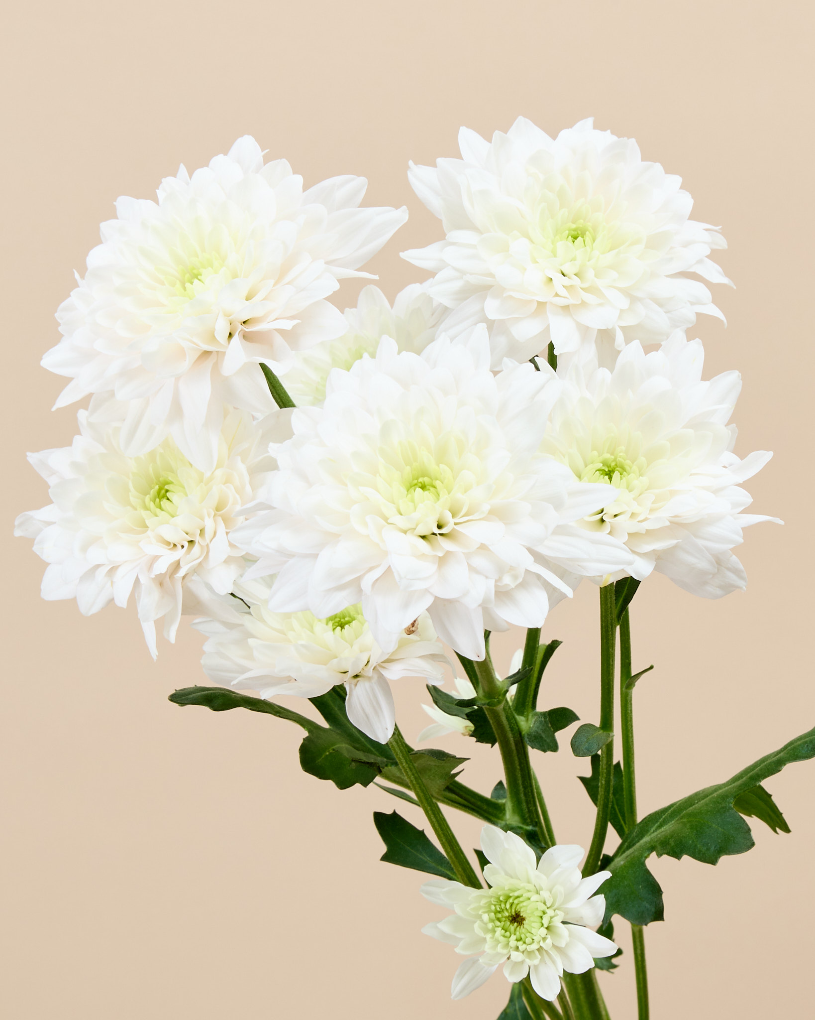 Chrysanthème branchu blanc