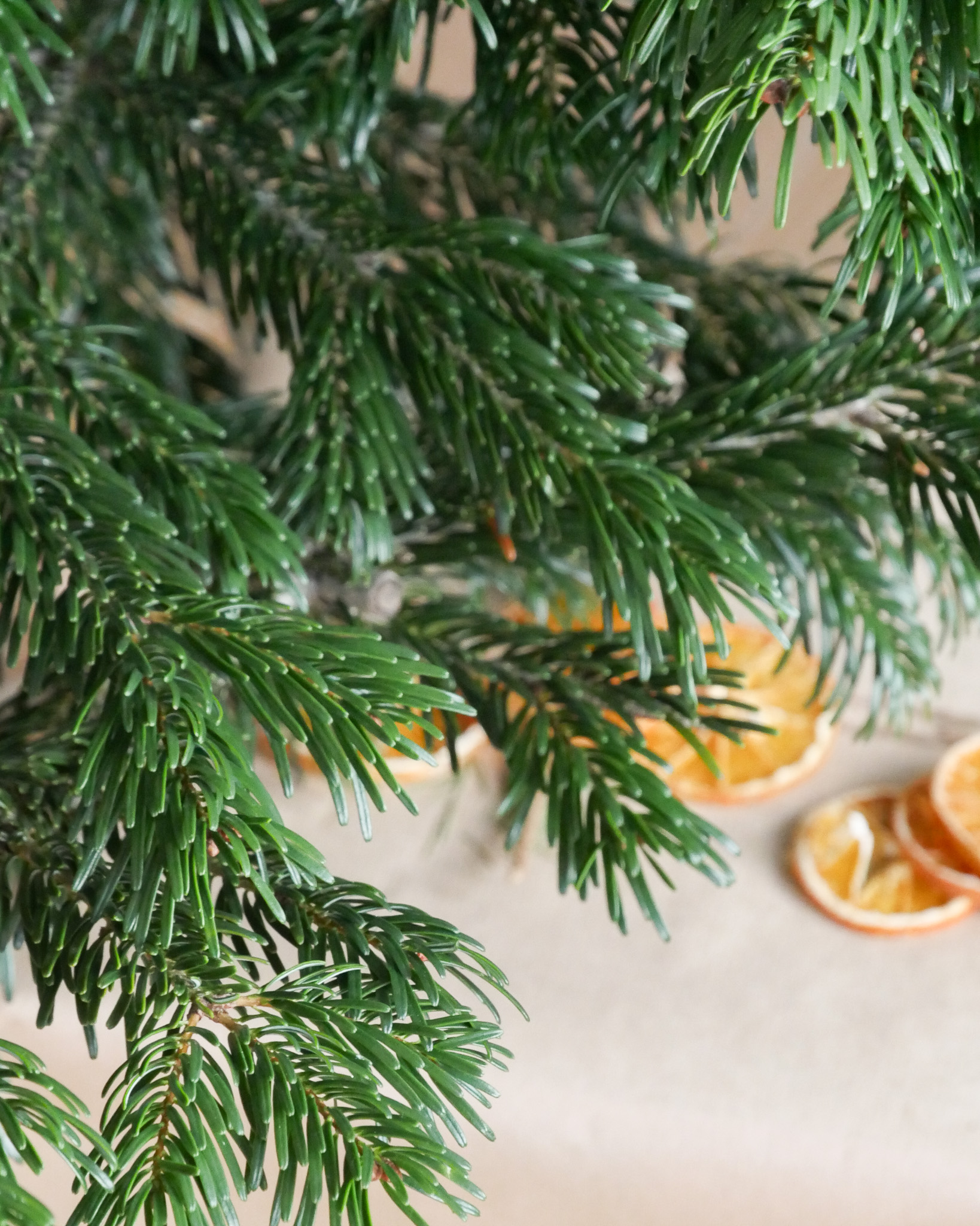 Zoom sur Isidore -  Sapin de Noël Nordmann