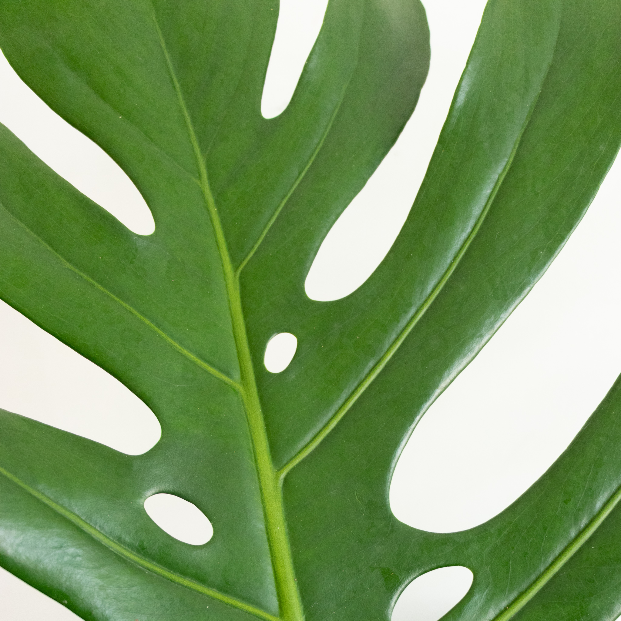 9 variétés de Monstera, pour végétaliser votre salon