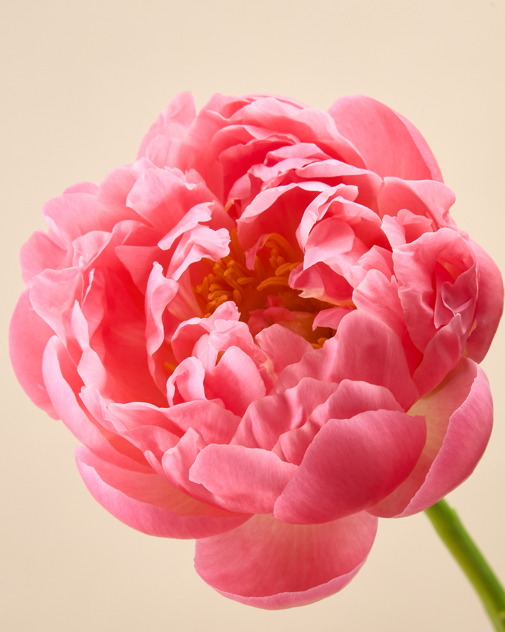 Pivoine corail
