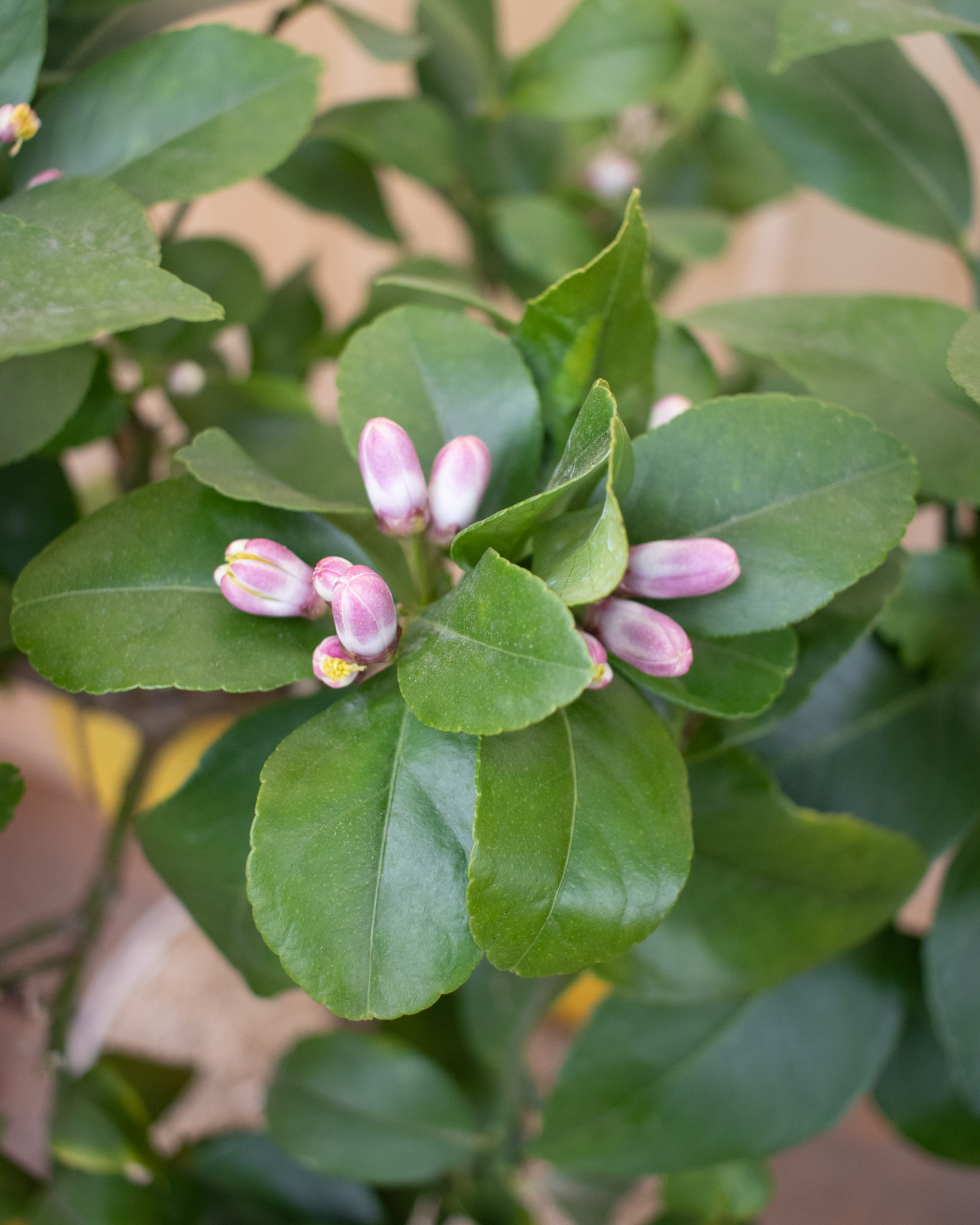 Zoom sur la floraison de Silvio - Citronnier