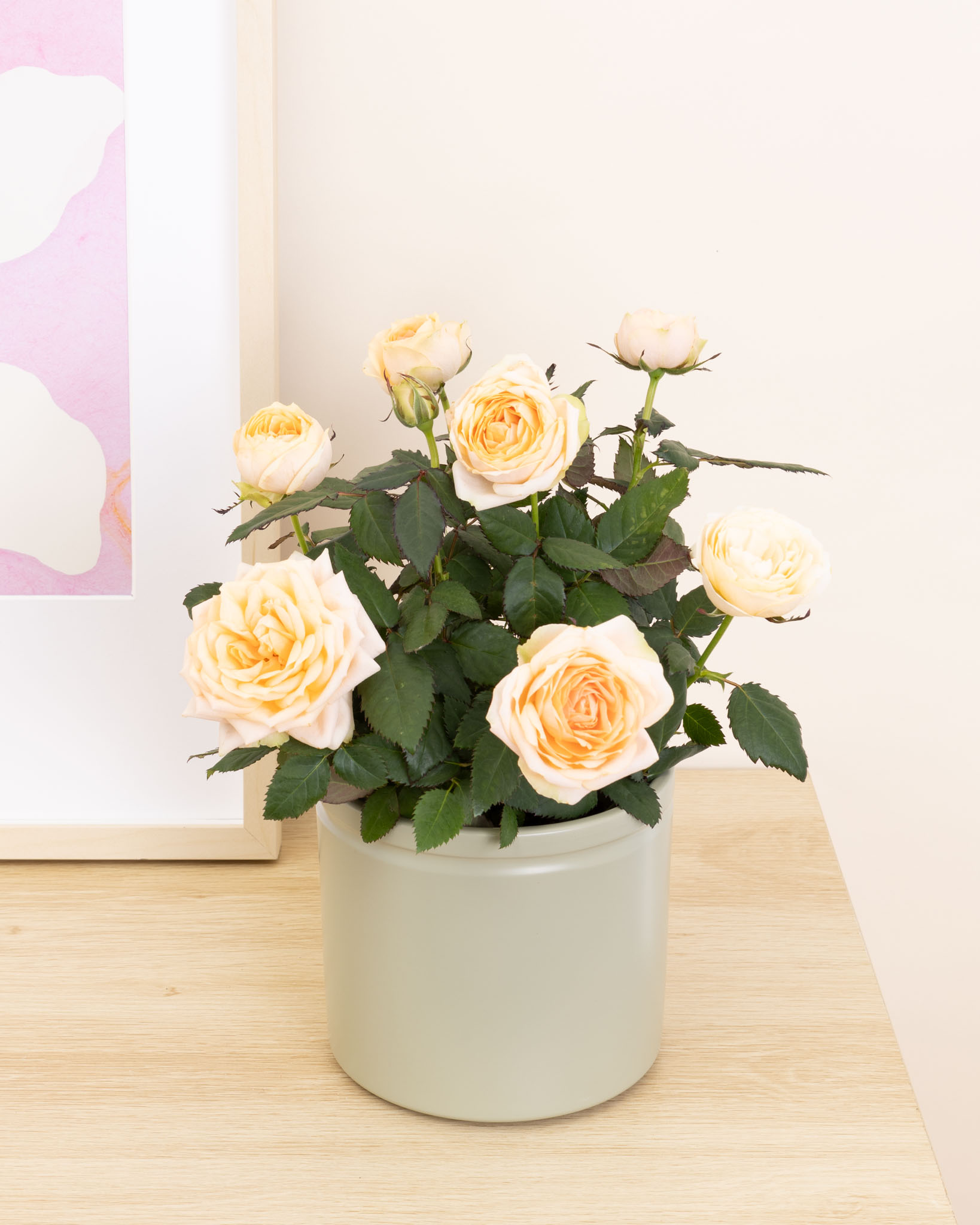 Jeanne et son cache-pot vert - Petit rosier