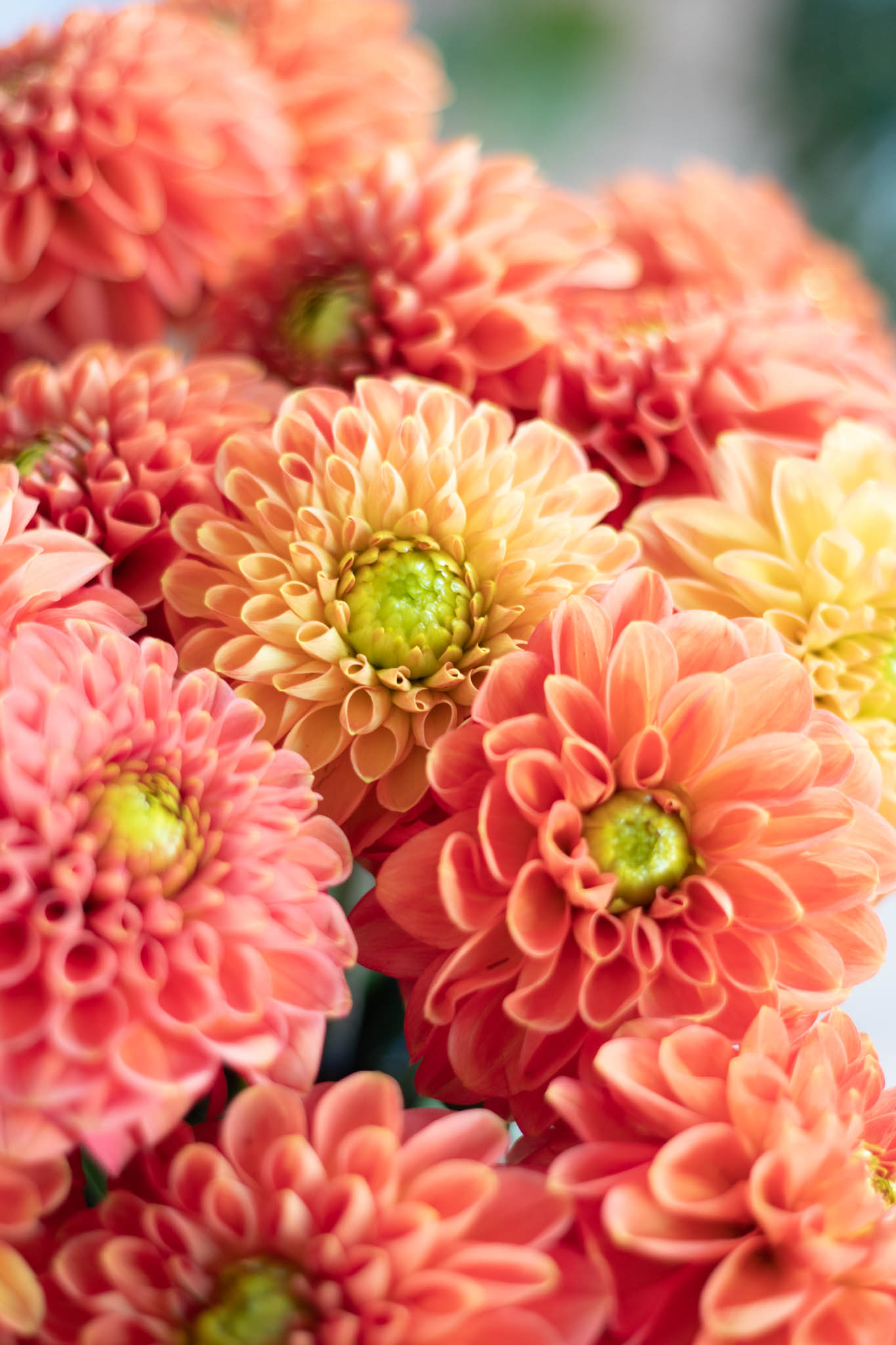 Jolie photo de fleurs