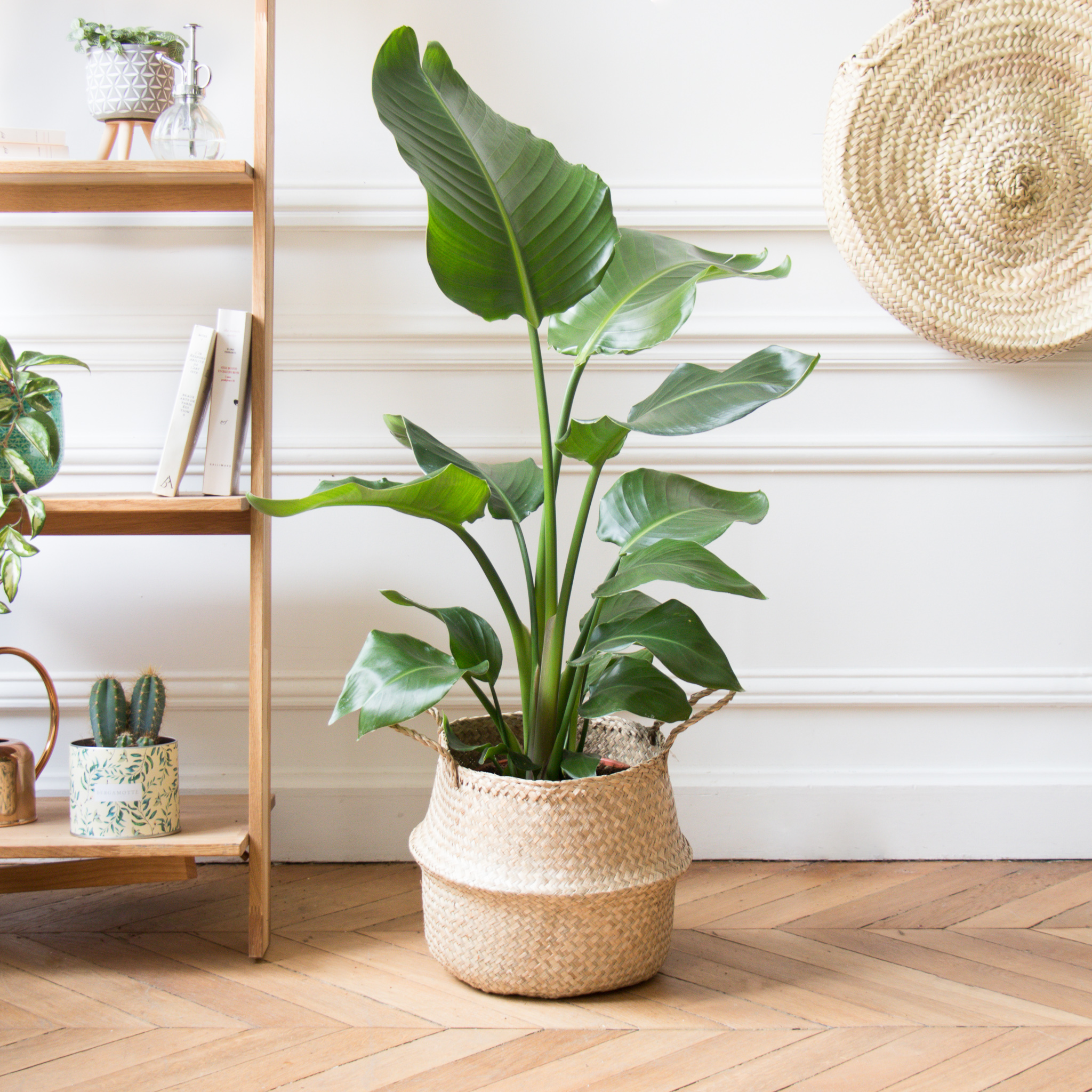 Strelitzia : nos astuces d