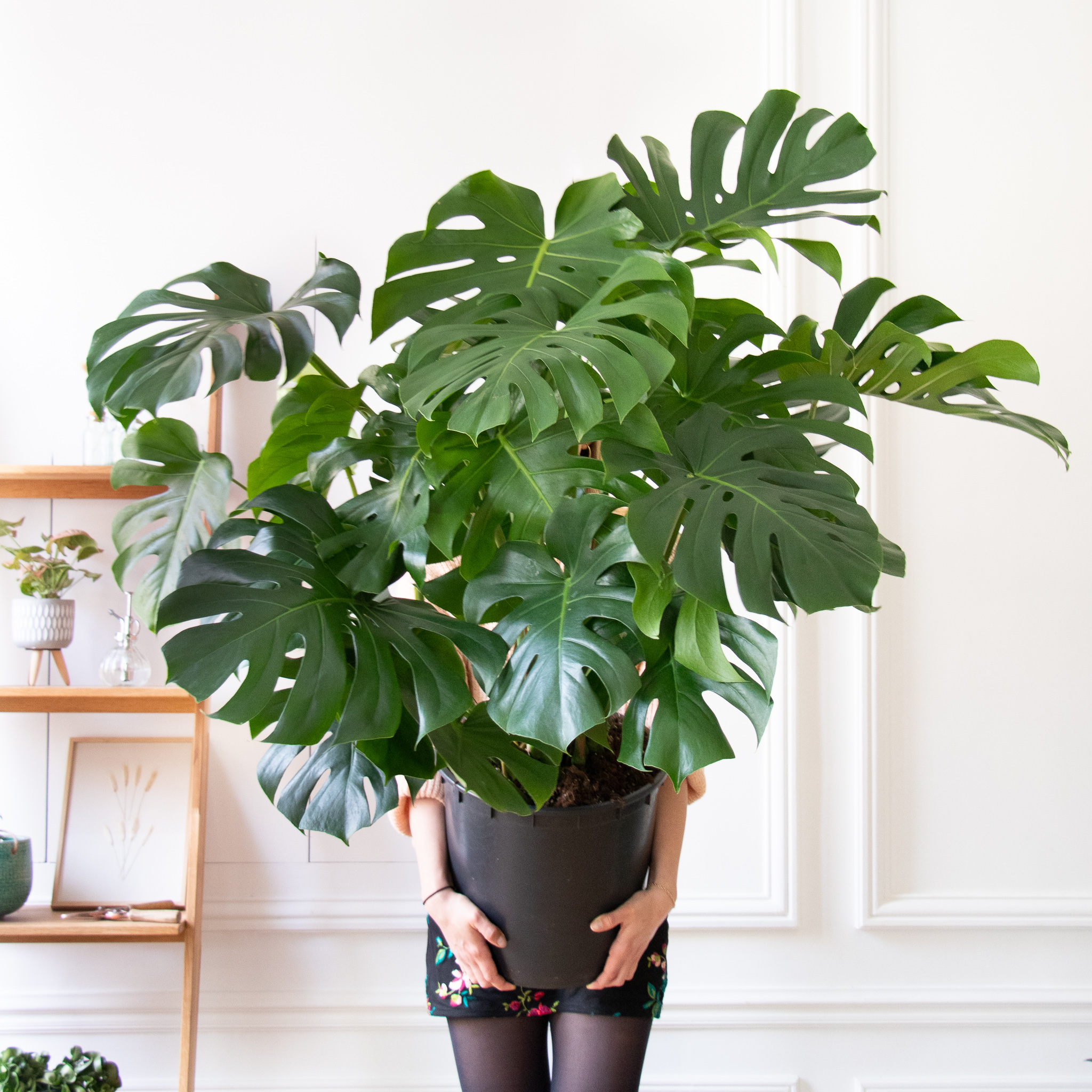 Monstera : nos astuces d
