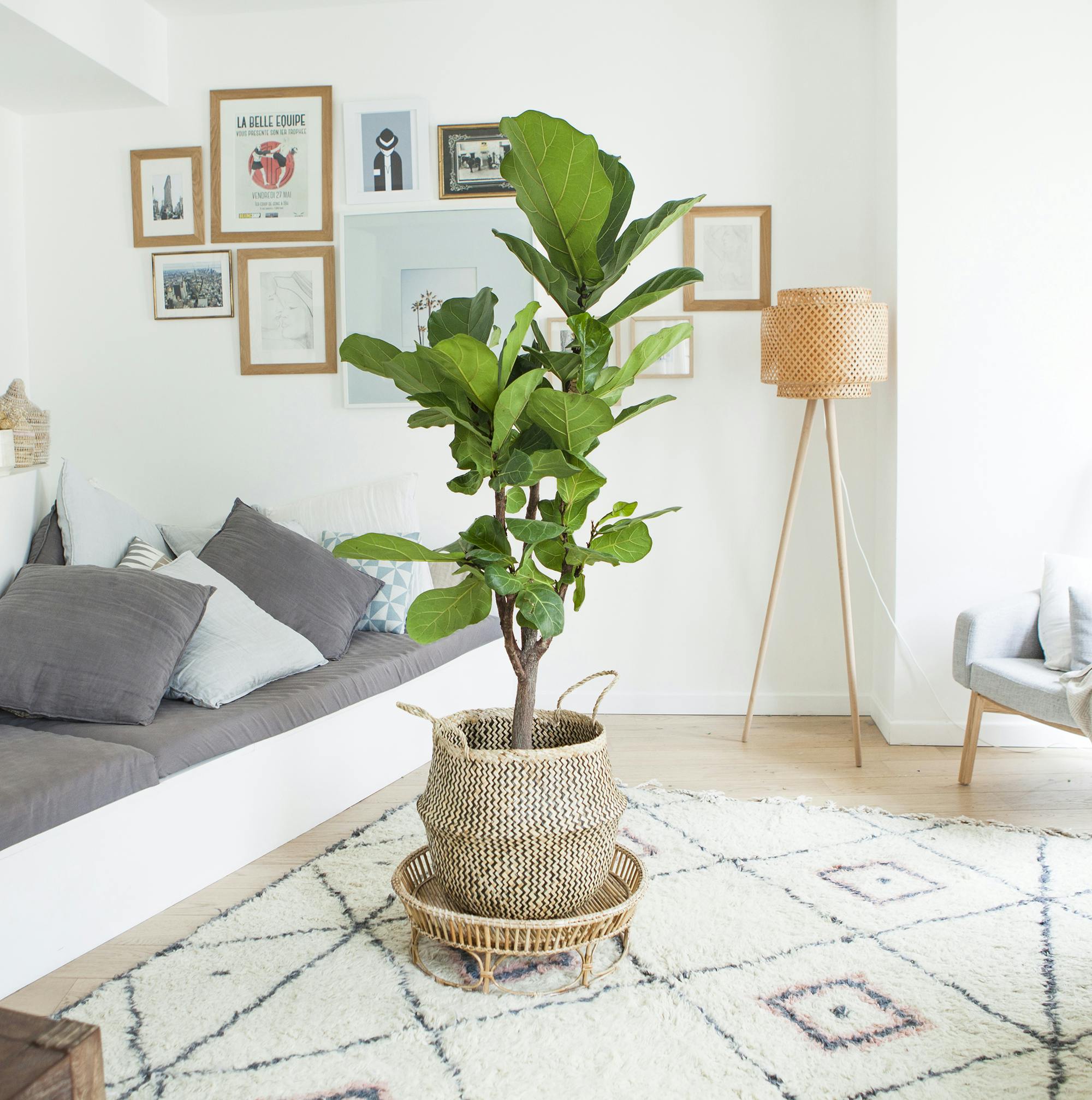 Ficus Lyrata : nos astuces d'entretien