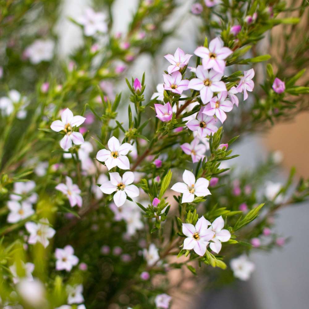 image-plante-exterieur