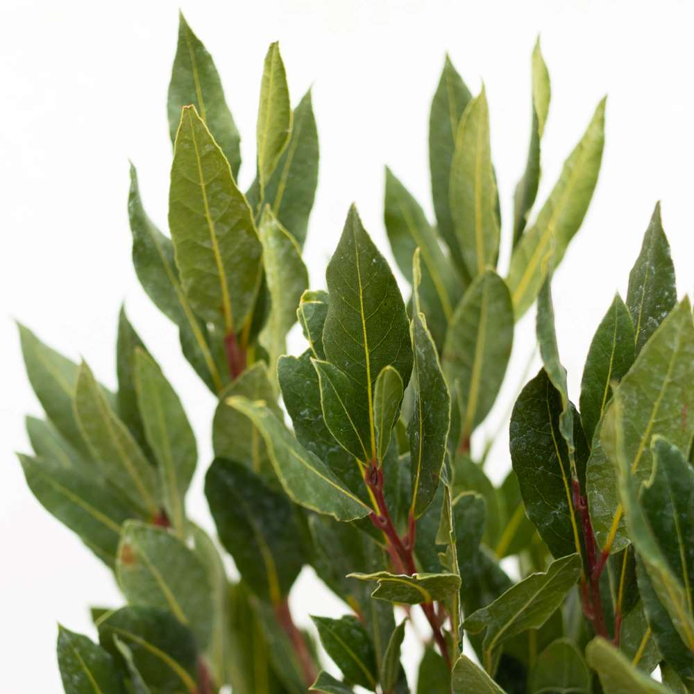 plante-exterieur-hiver