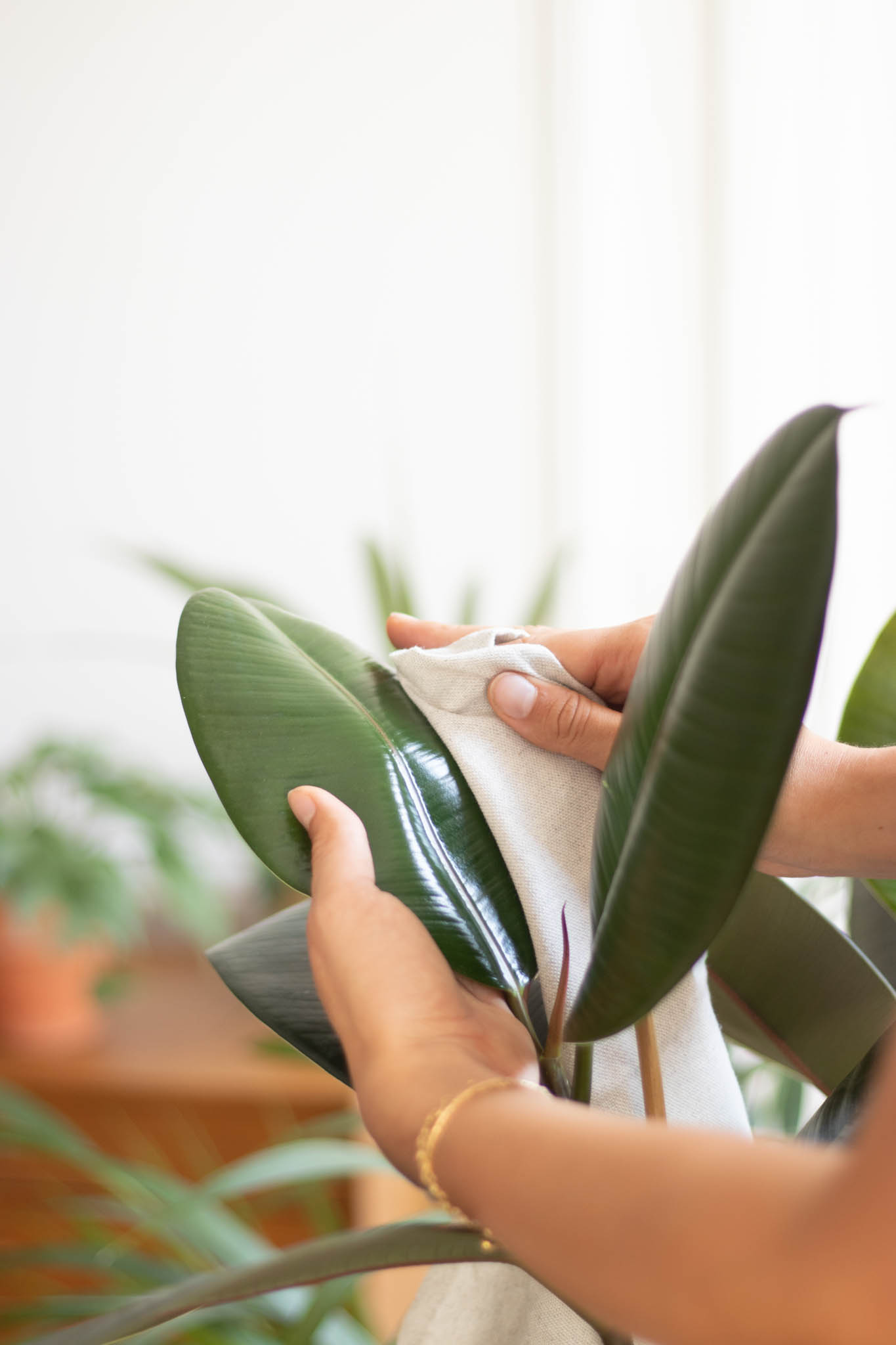 Nettoyage d'une plante