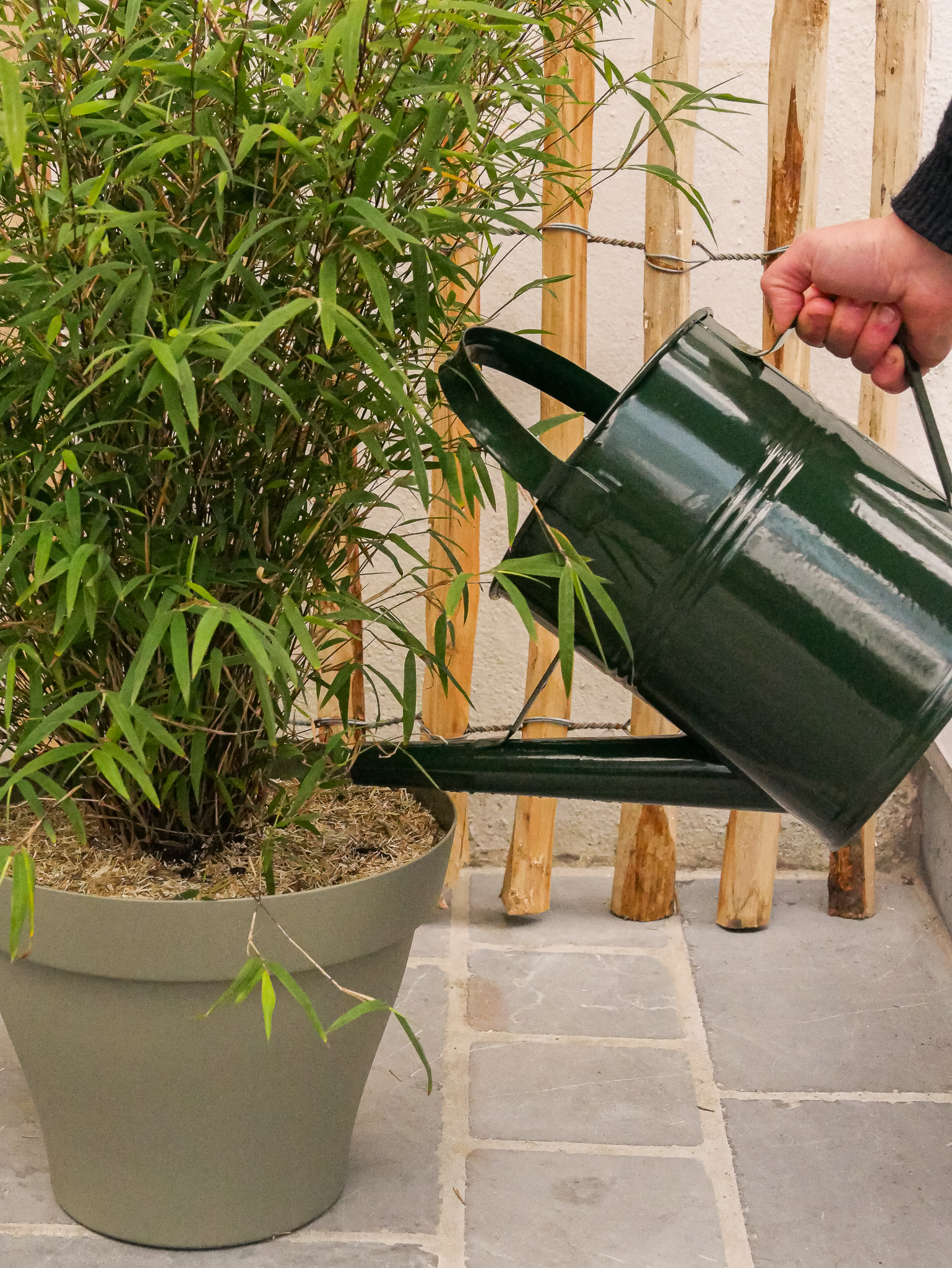 Bambou Fargesia en pot : nos conseils d’entretien