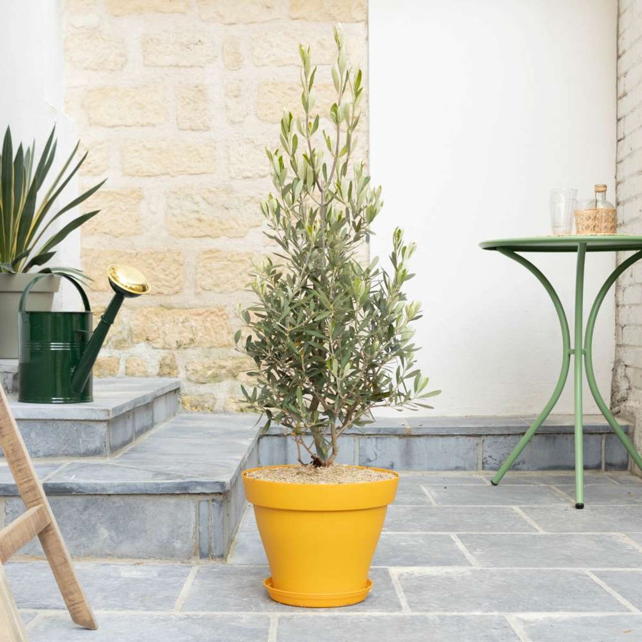 comment-entretenir-un-olivier