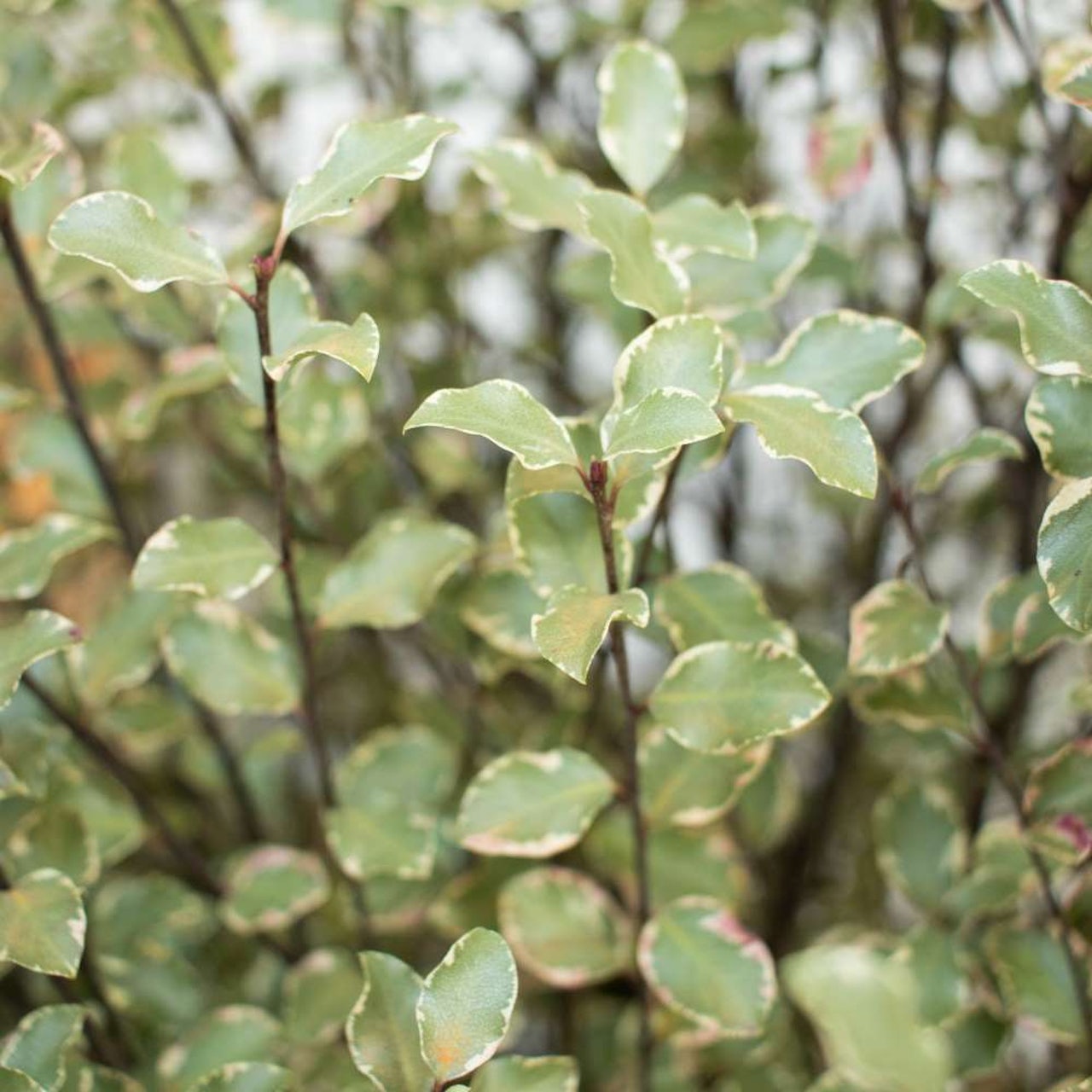 Pittosporum tenuifolium : nos conseils d’entretien