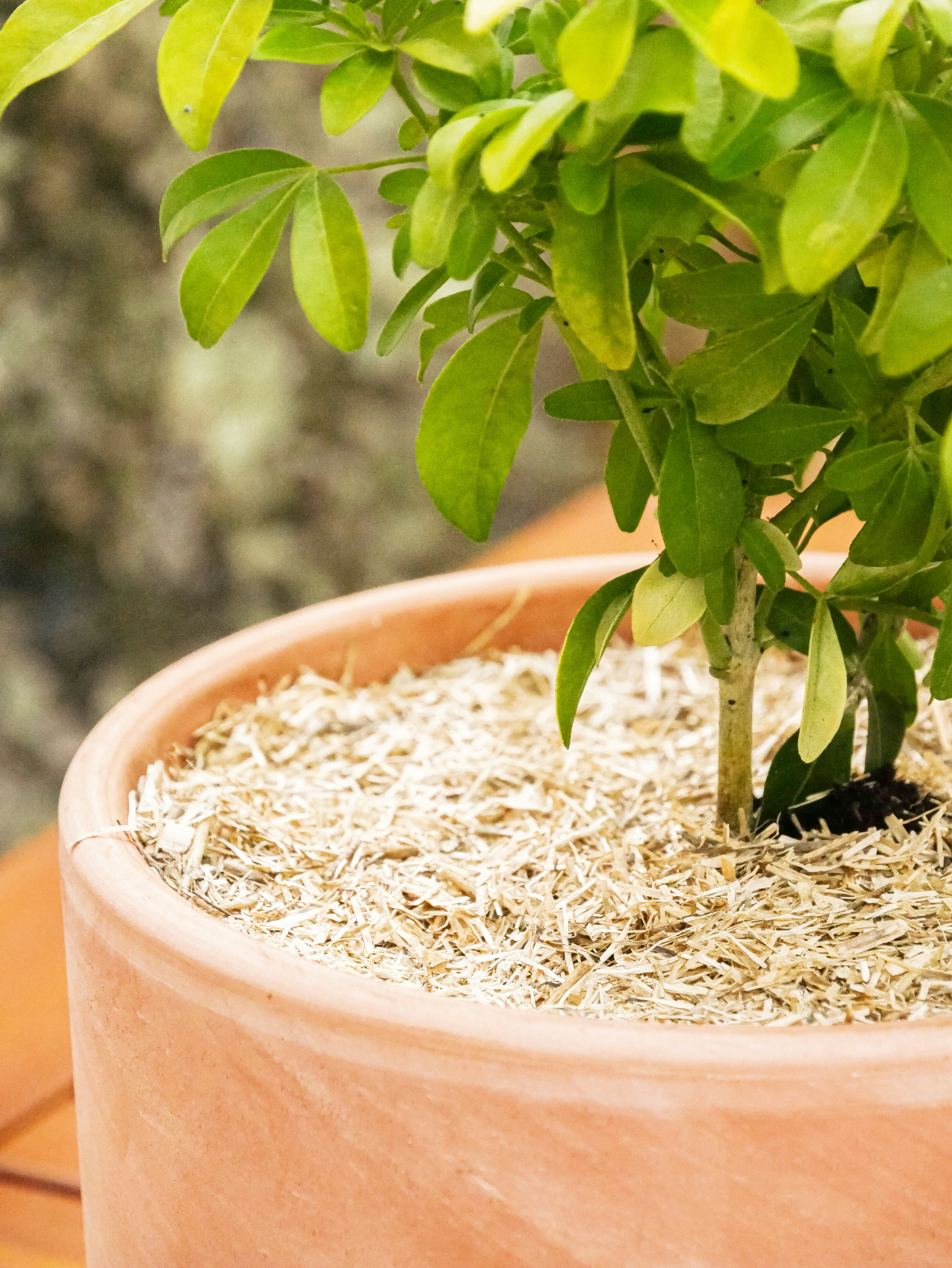 Rempotage des plantes d'intérieur: comment procéder?