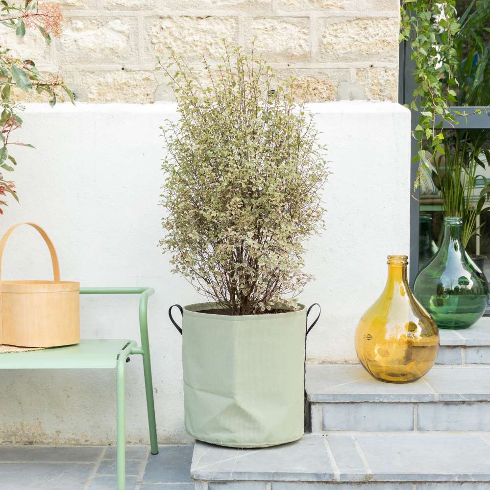 entretien-pittosporum