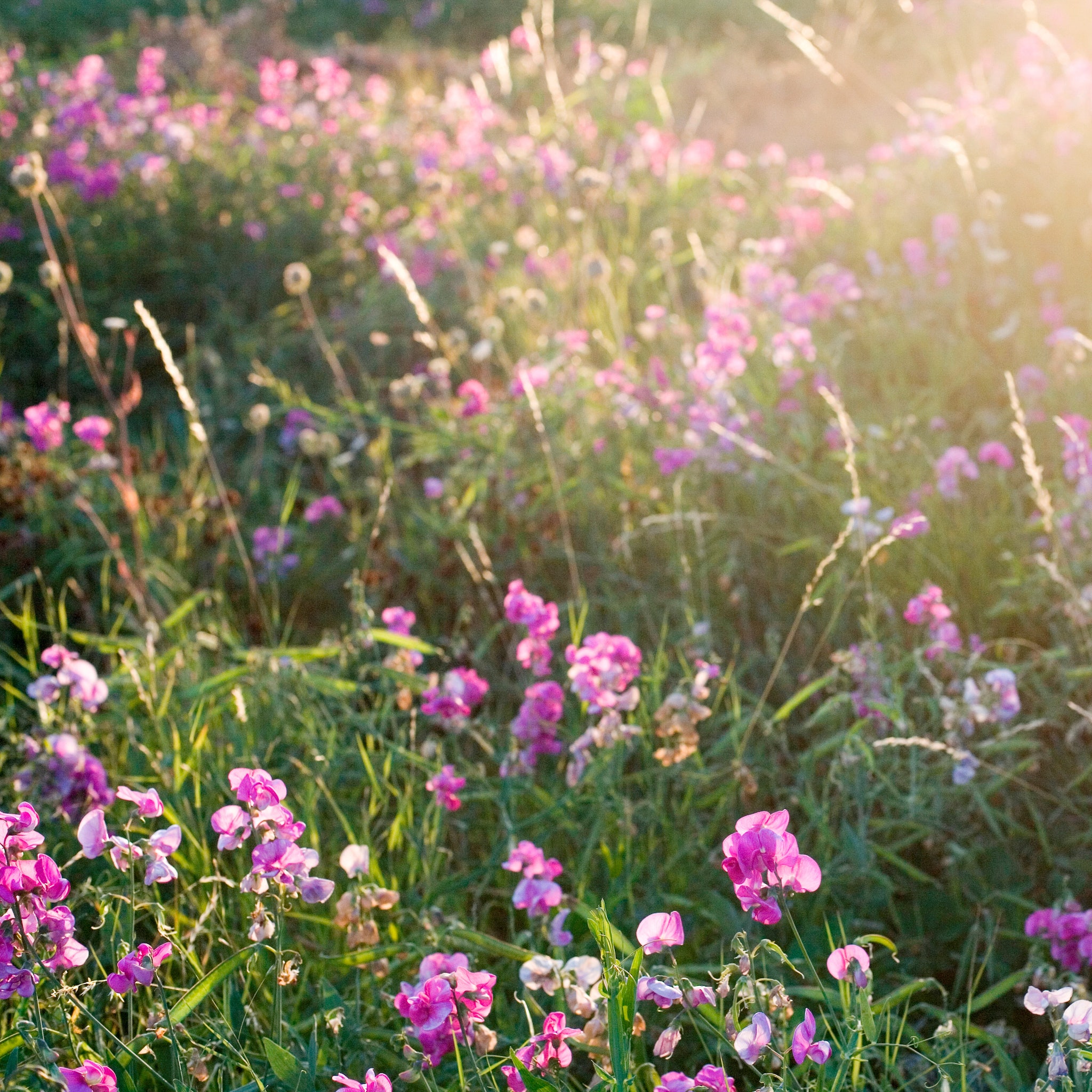 Die Schonsten Fruhlingsblumen Pflegehinweise Bergamotte